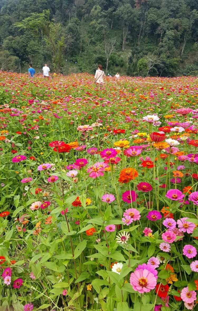花千谷生态小镇旅行图片 1
