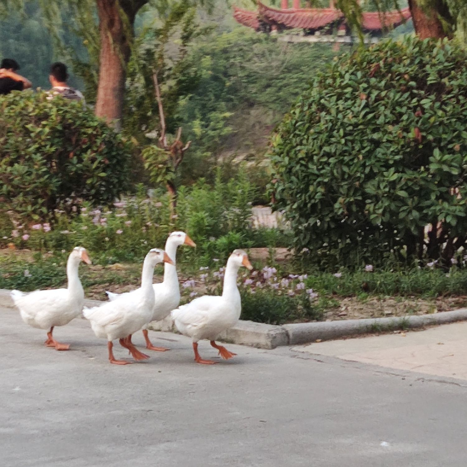 揽月湖旅行图片 1