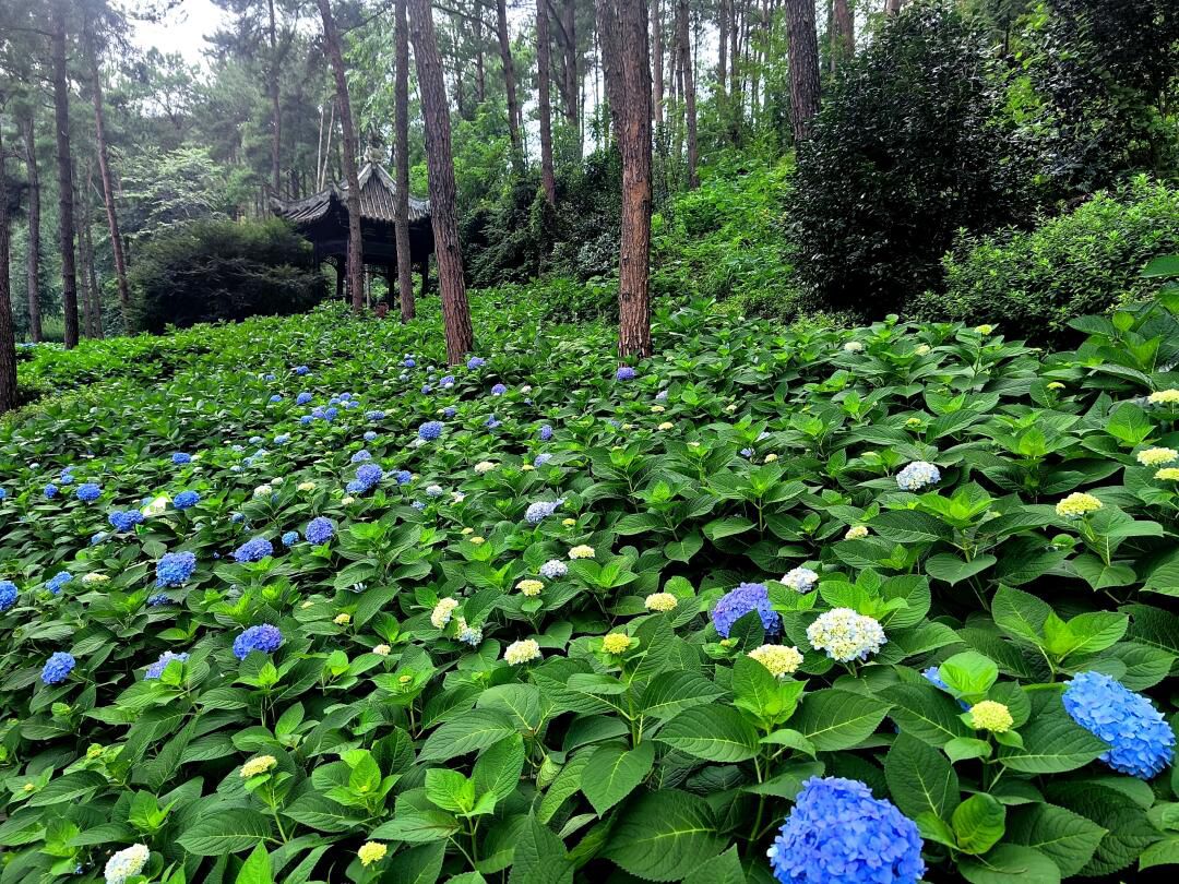 登高云山森林公园旅行图片 3