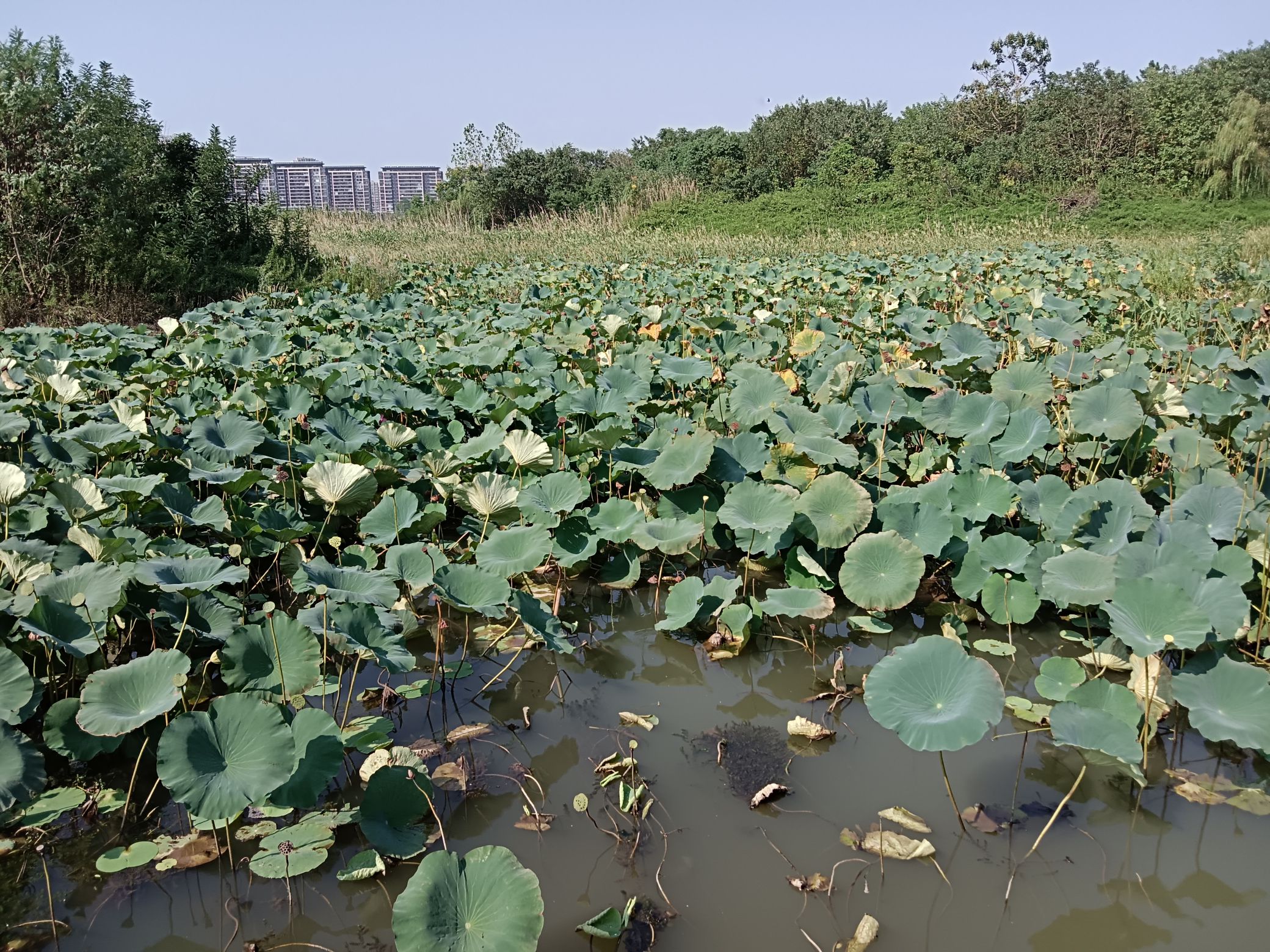 幸庄湿地公园旅行图片 3