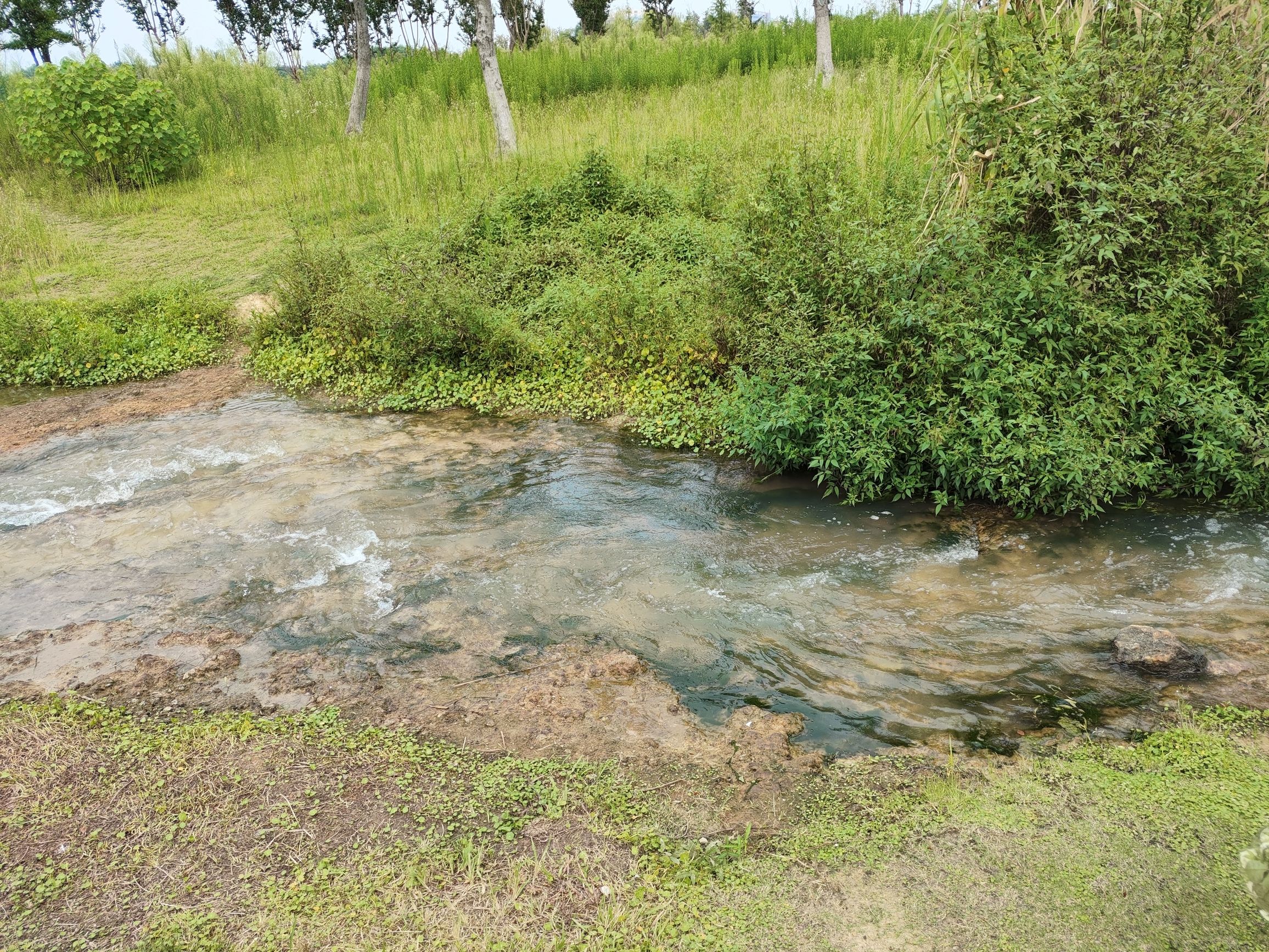 幸庄湿地公园旅行图片 2