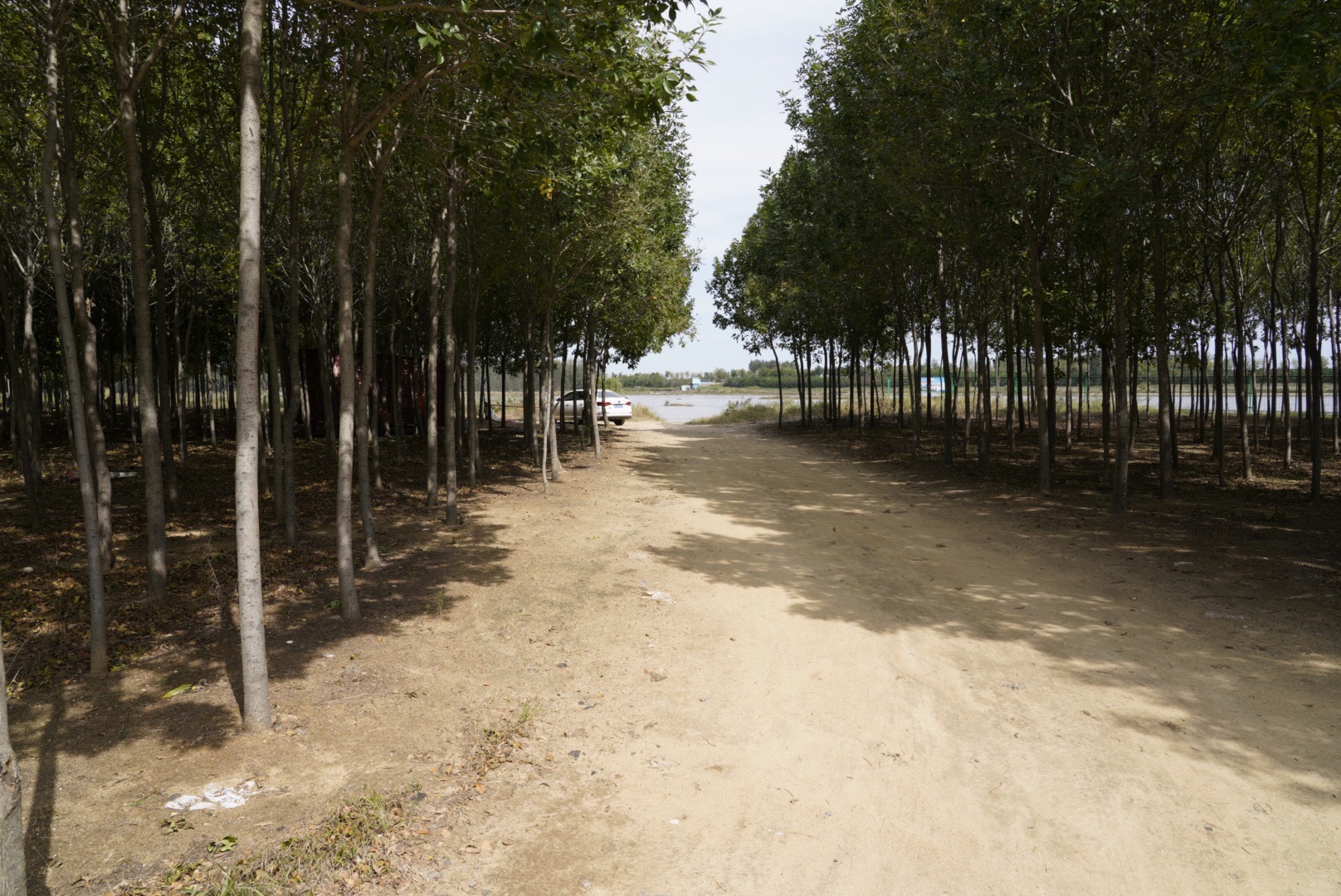 大沽河湿地公园旅行图片 3