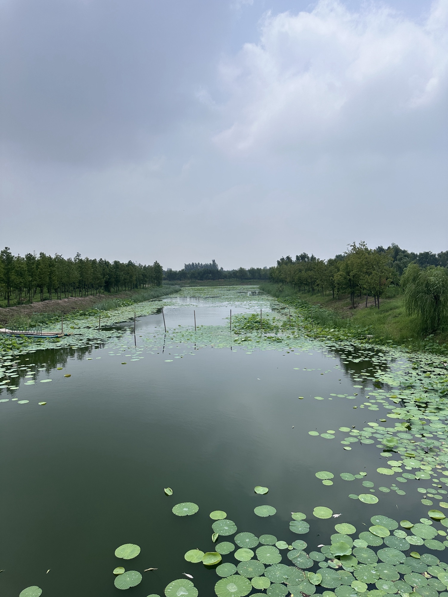 丰县黄河故道大沙河国家湿地公园旅行图片 3