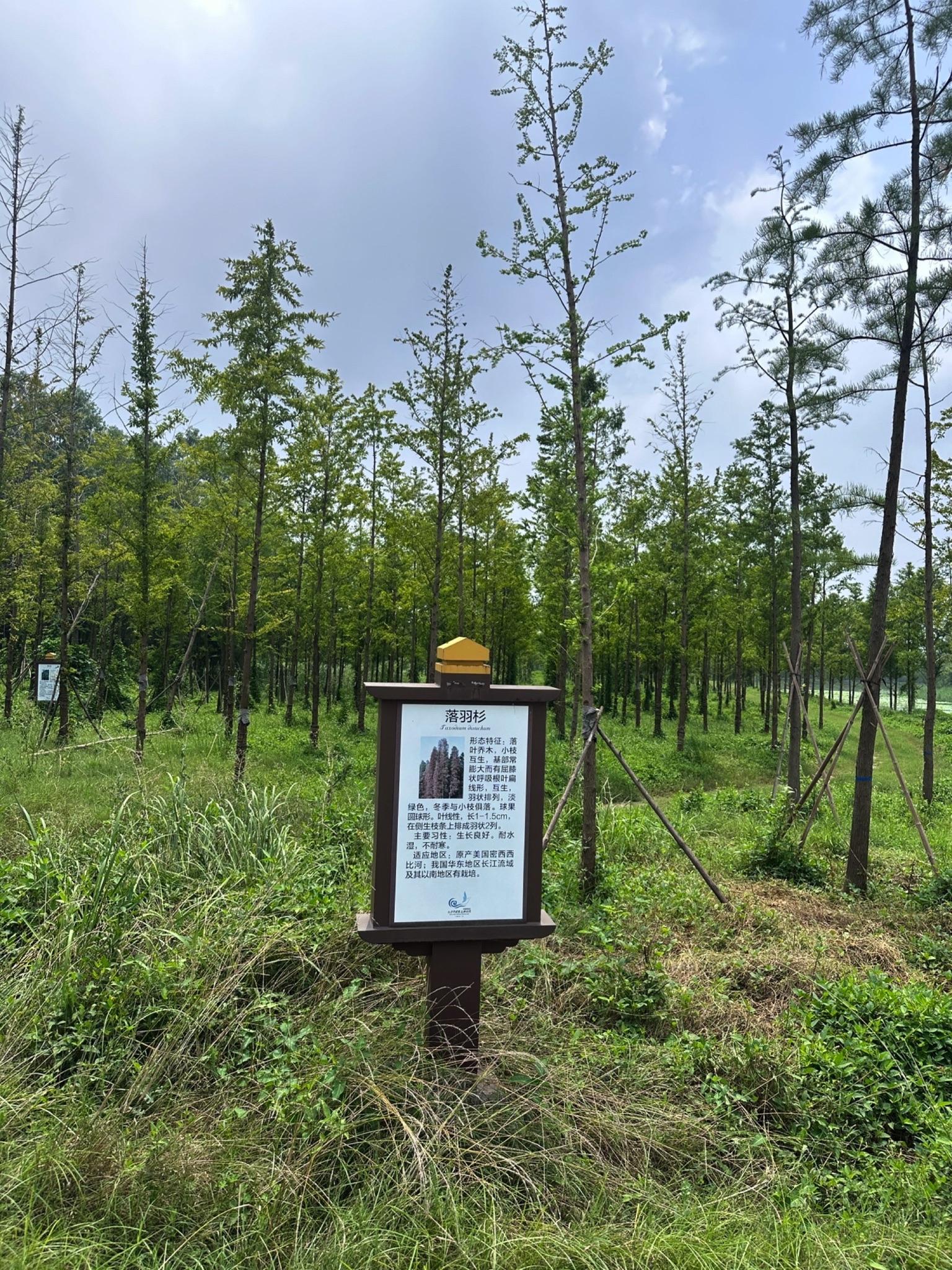 丰县黄河故道大沙河国家湿地公园旅行图片 1