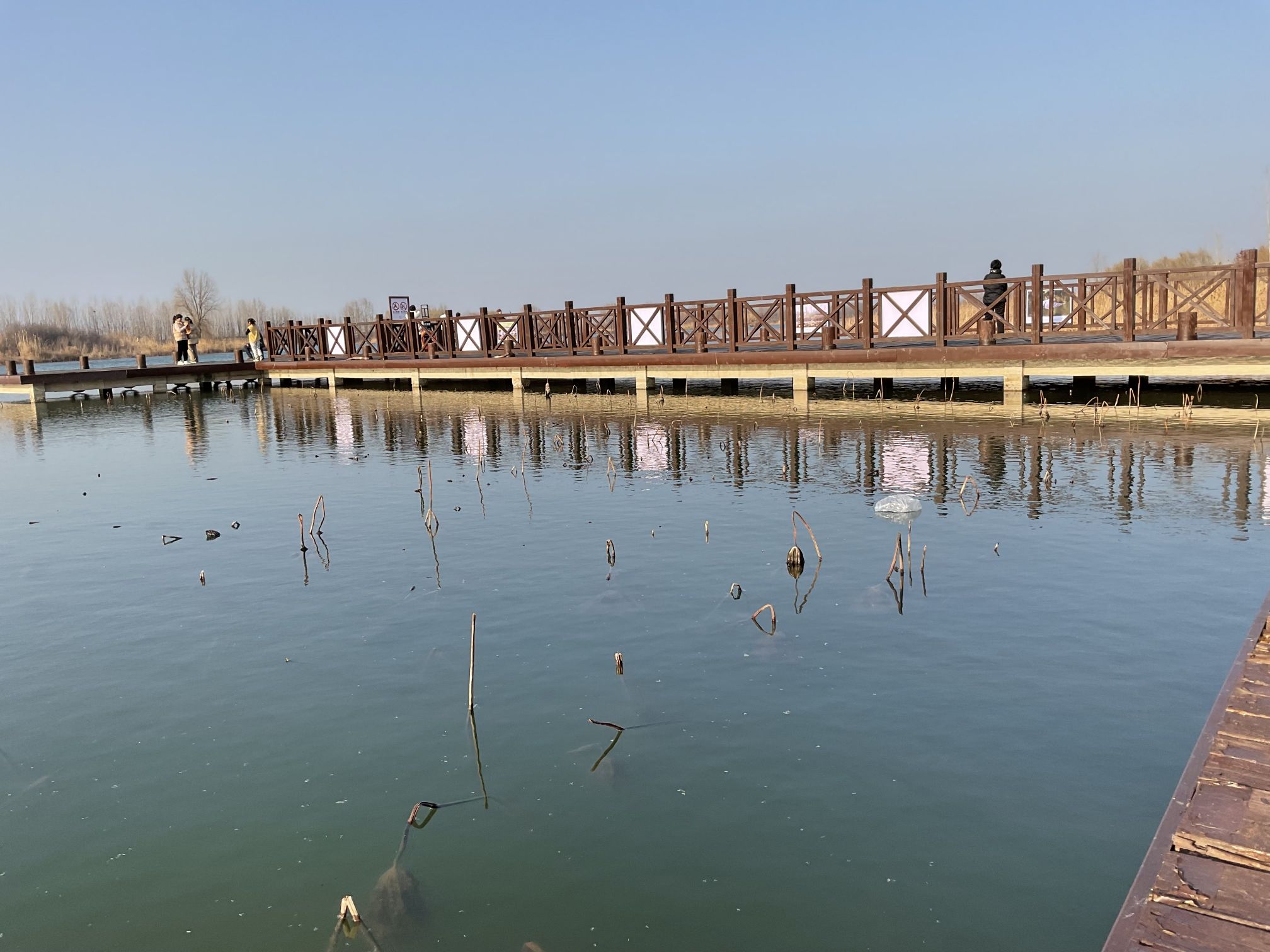 丰县黄河故道大沙河国家湿地公园旅行图片 2