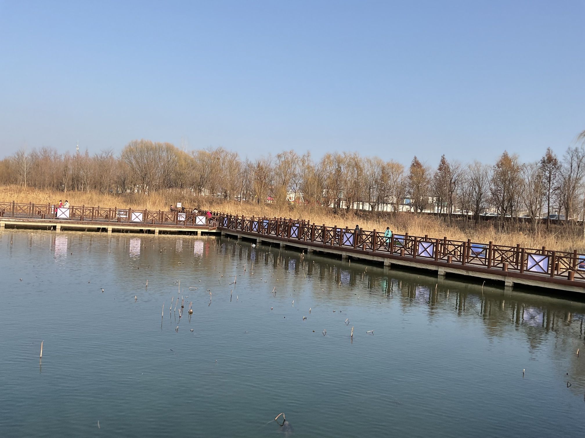 丰县黄河故道大沙河国家湿地公园旅行图片 1