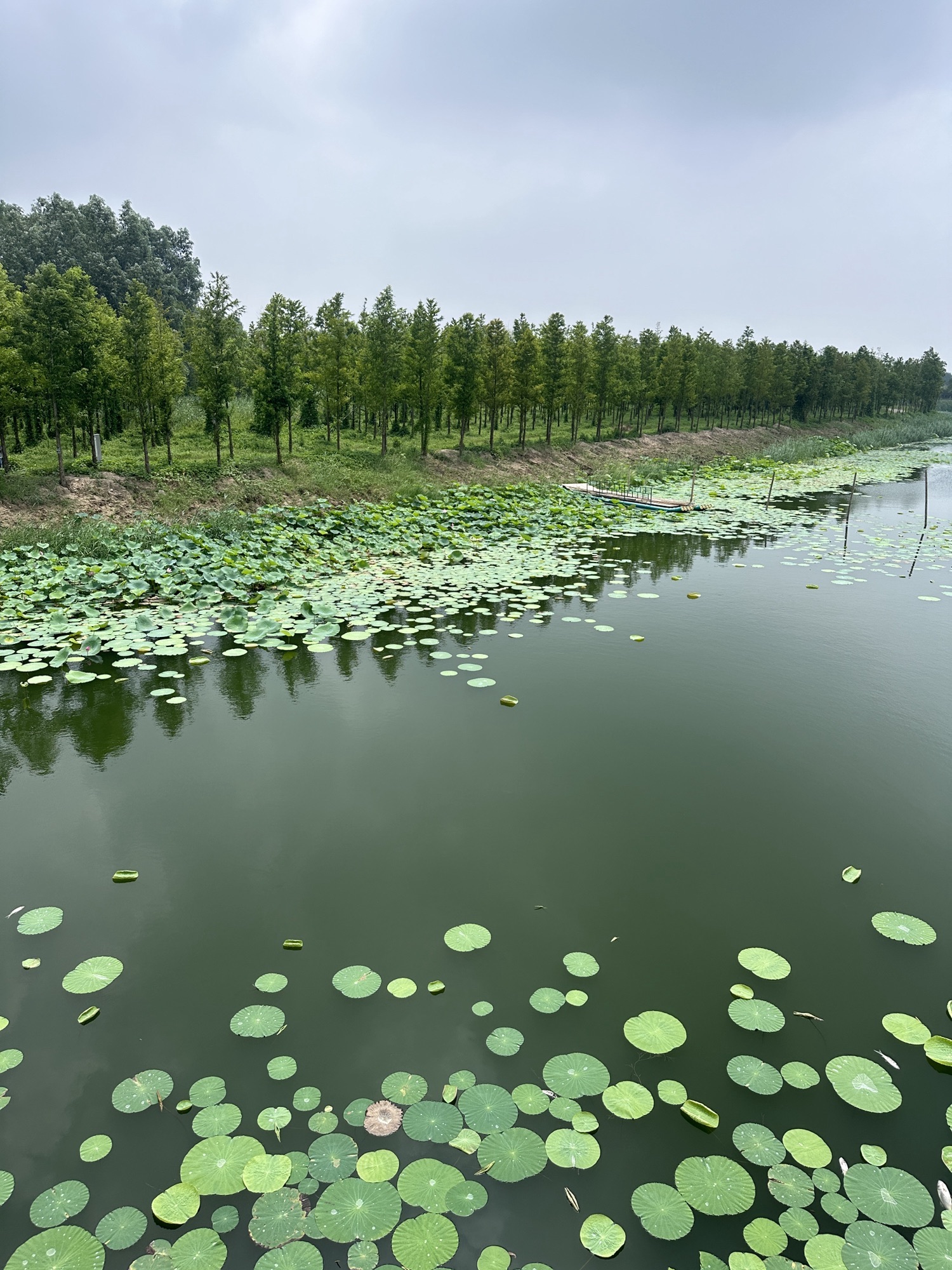 丰县黄河故道大沙河国家湿地公园旅行图片 2