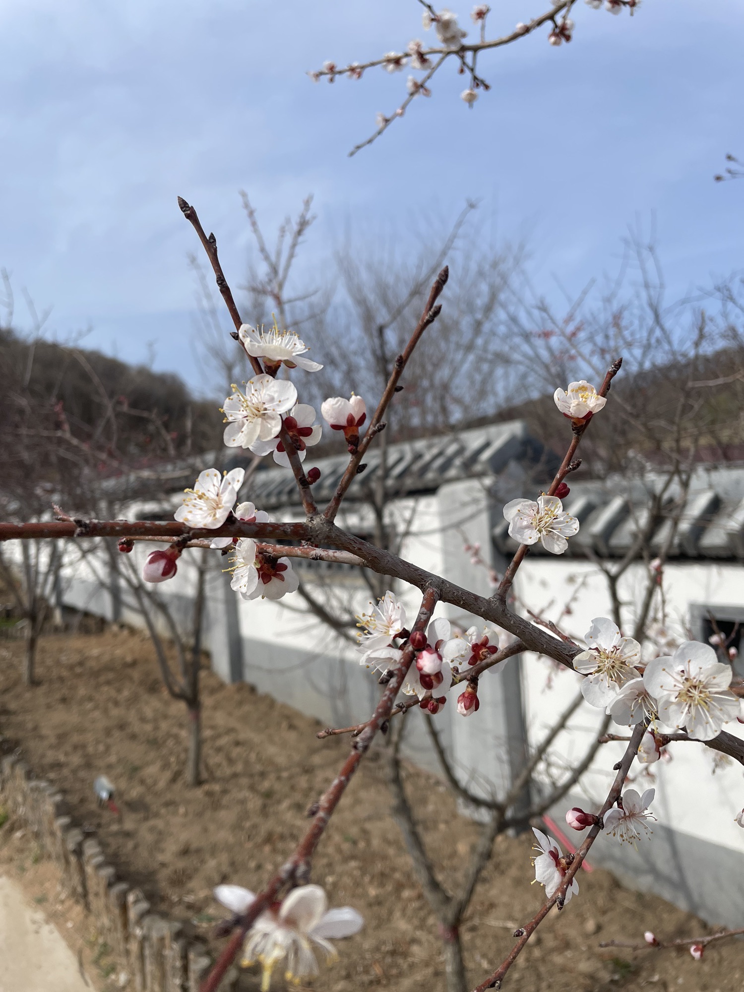 寒葱顶国家森林公园旅行图片 2