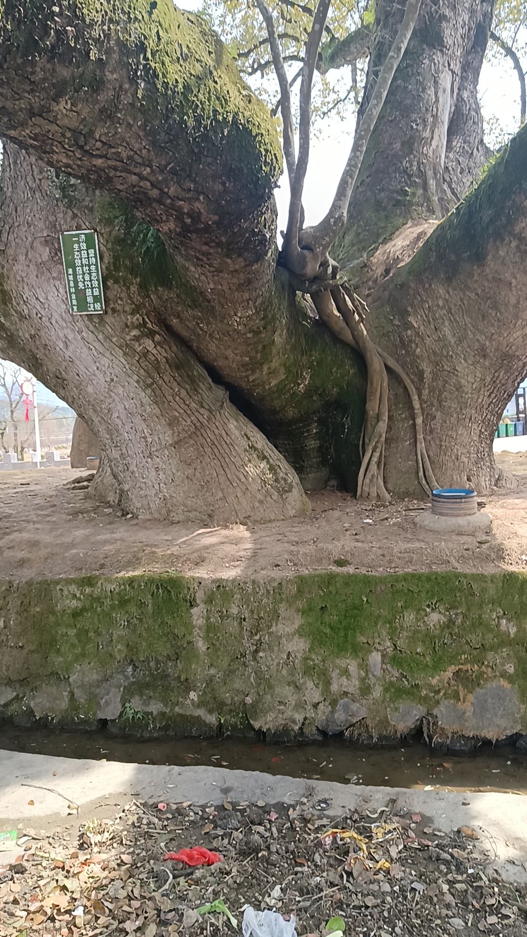 文成樱花岛旅行图片 1