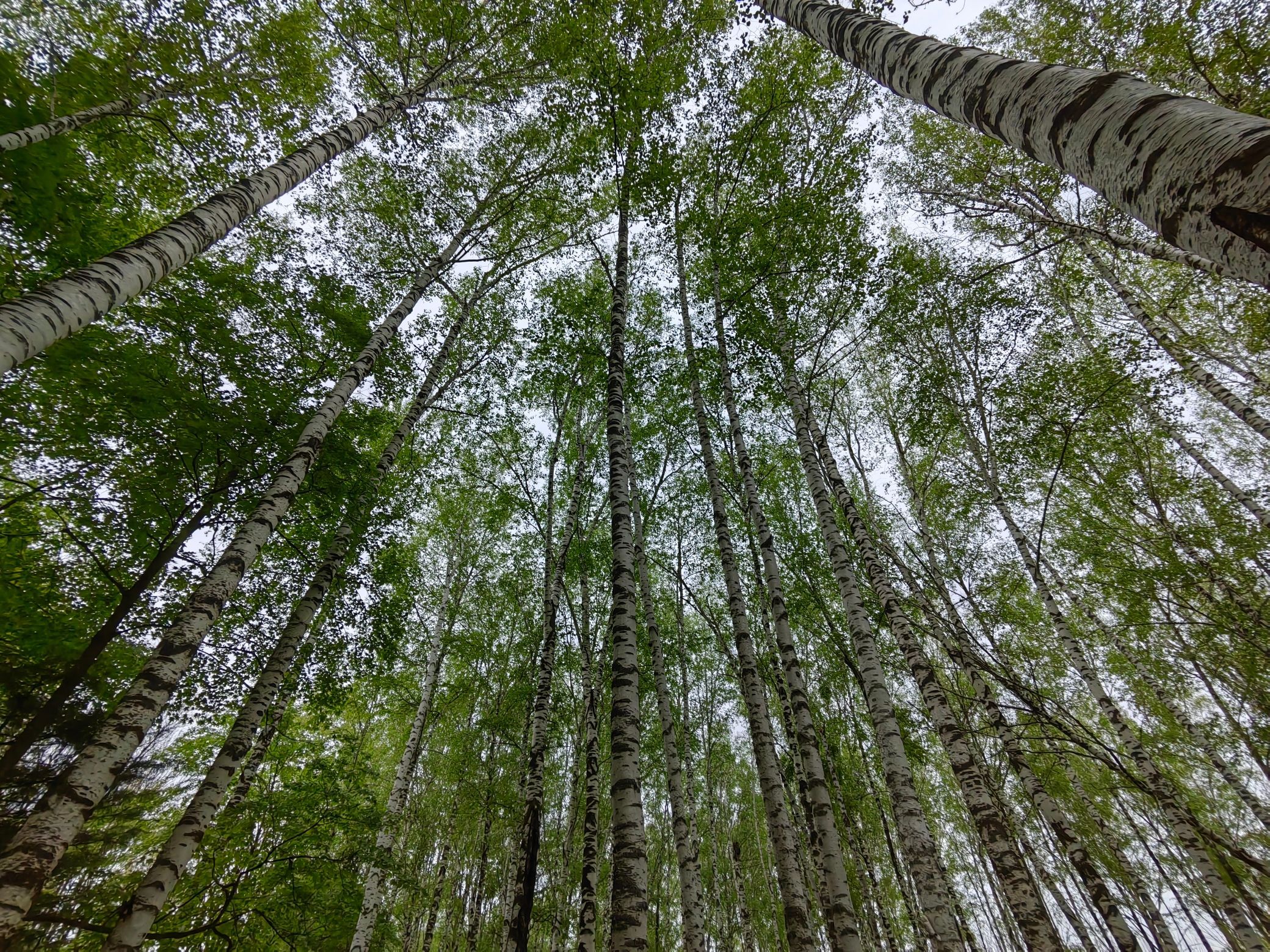 虎峰岭风景区旅行图片 1