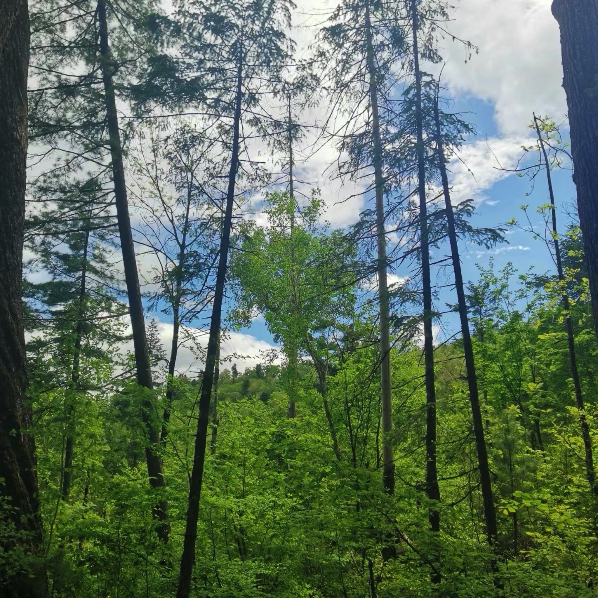 妈妈顶原始森林景区(暂停开放)旅行图片 2