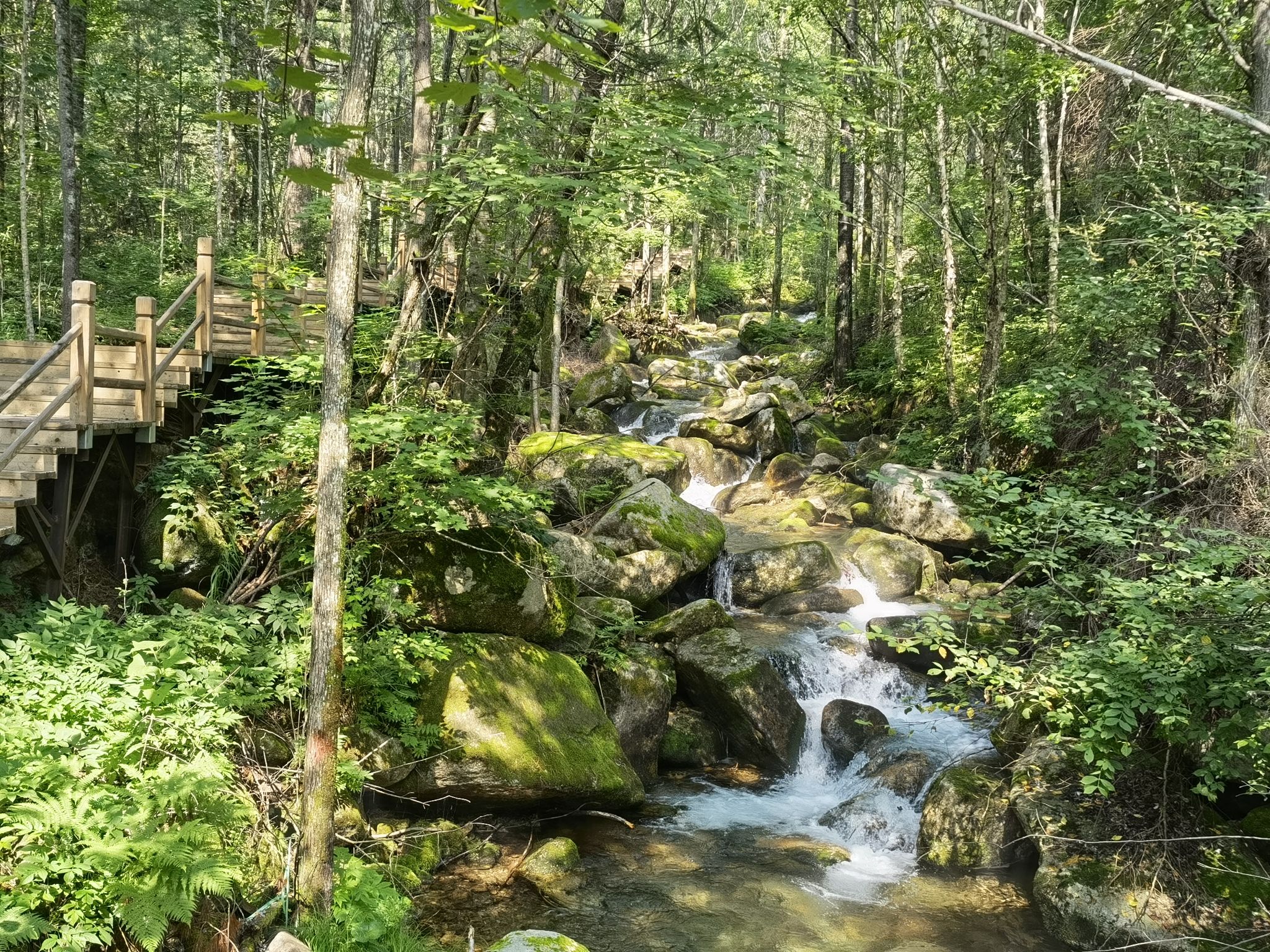 妈妈顶原始森林景区