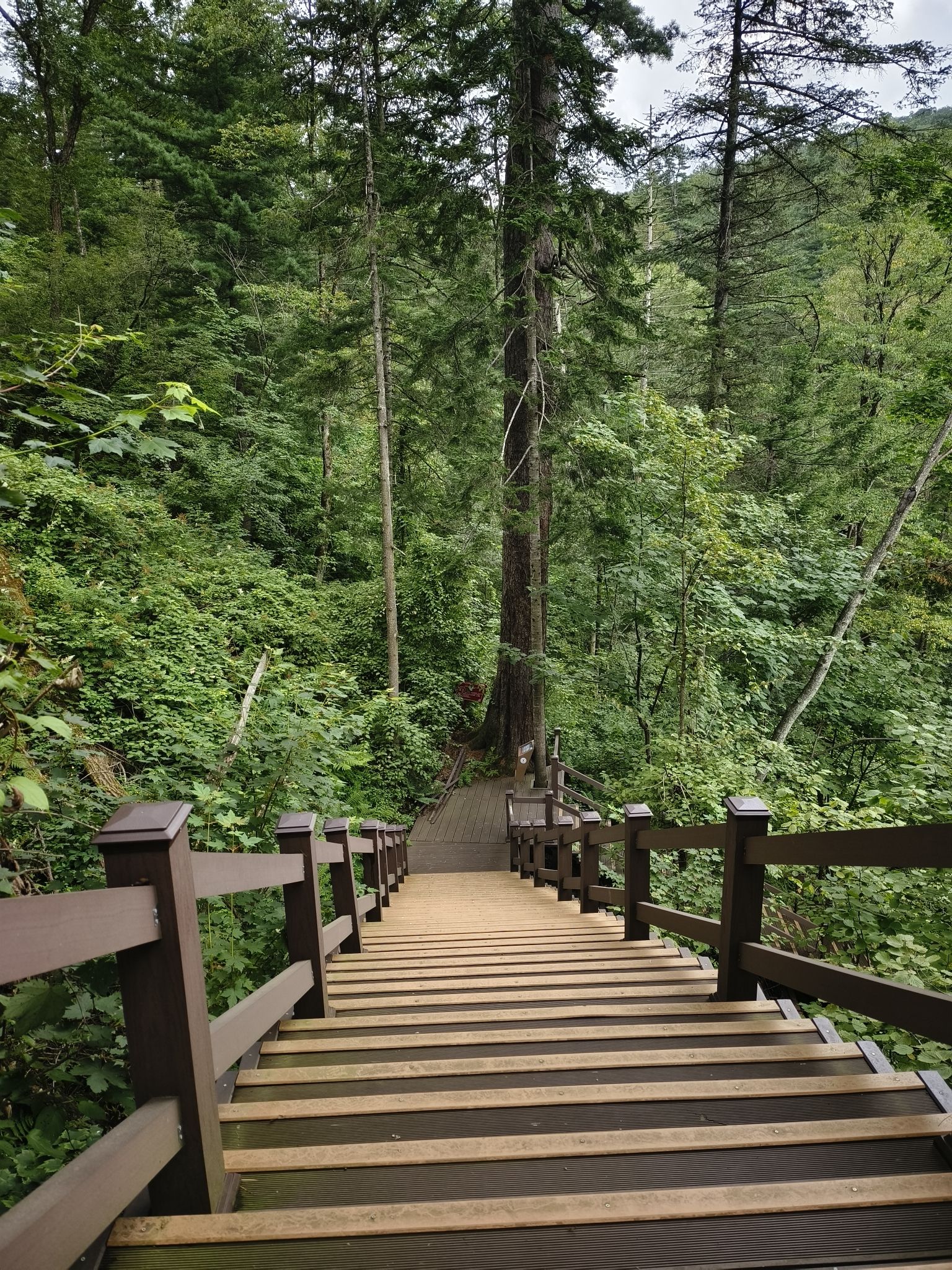 妈妈顶原始森林景区(暂停开放)旅行图片 1