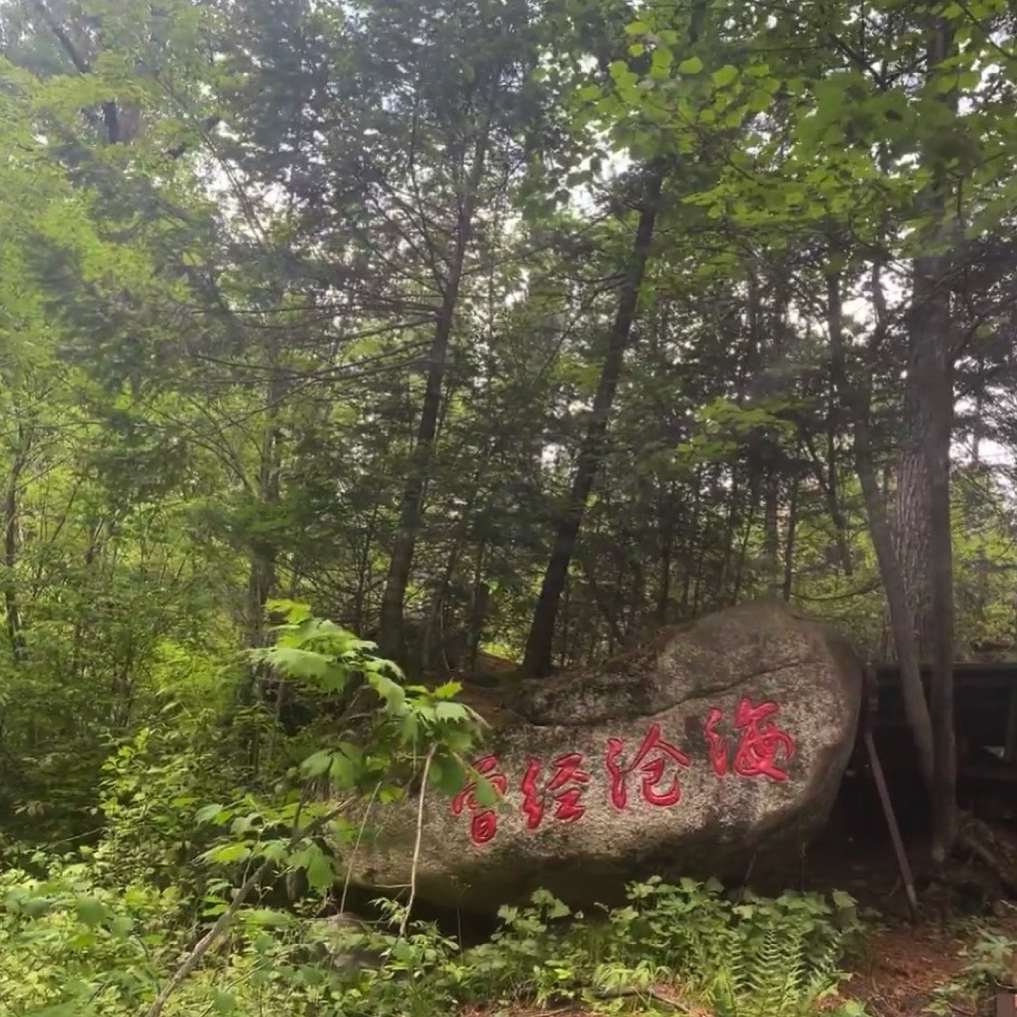 妈妈顶原始森林景区(暂停开放)旅行图片 3
