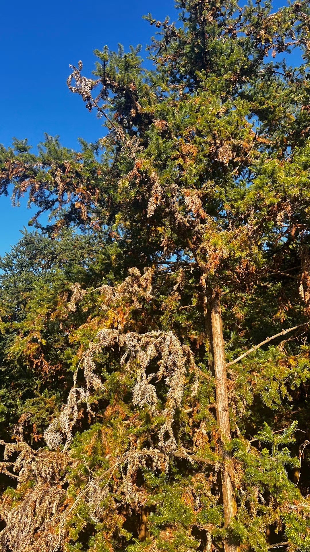 广西高峰森林公园旅行图片 2