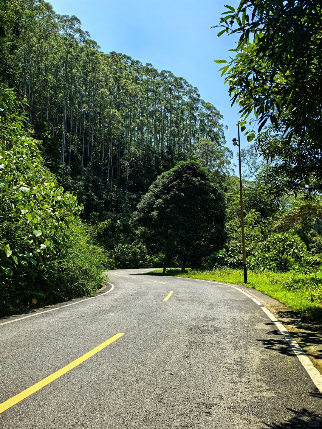 广西高峰森林公园旅行图片 3