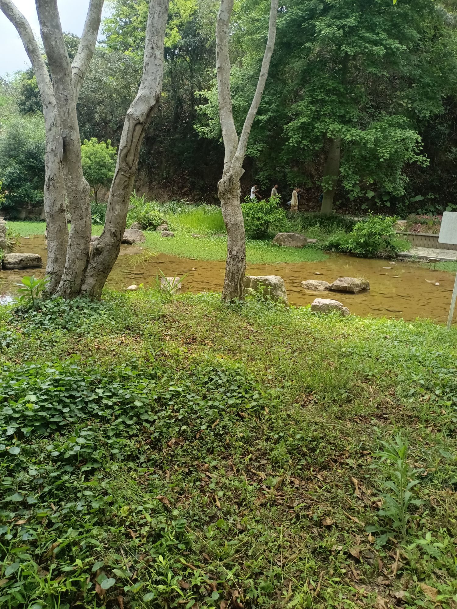 广西高峰森林公园旅行图片 1
