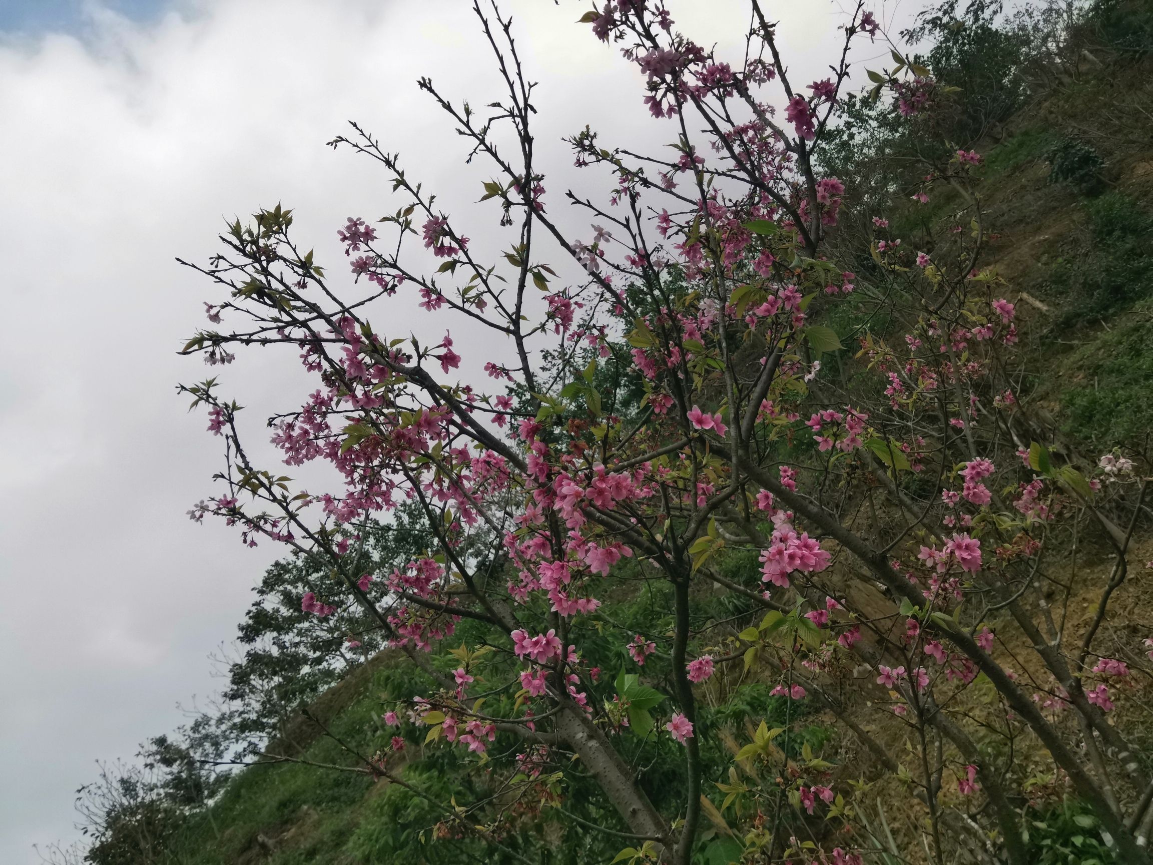 广西高峰森林公园旅行图片 1