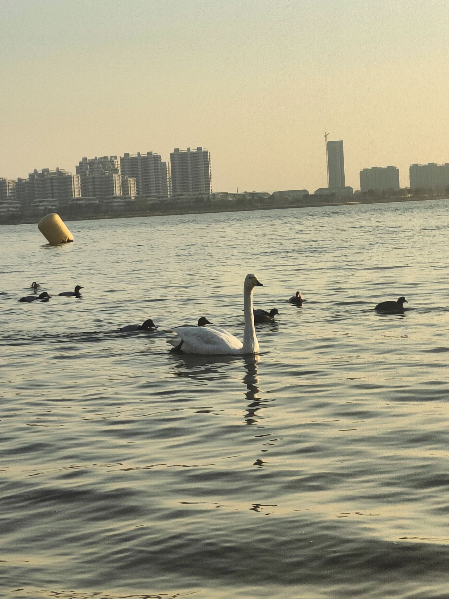 樱花湖体育公园广场旅行图片 1