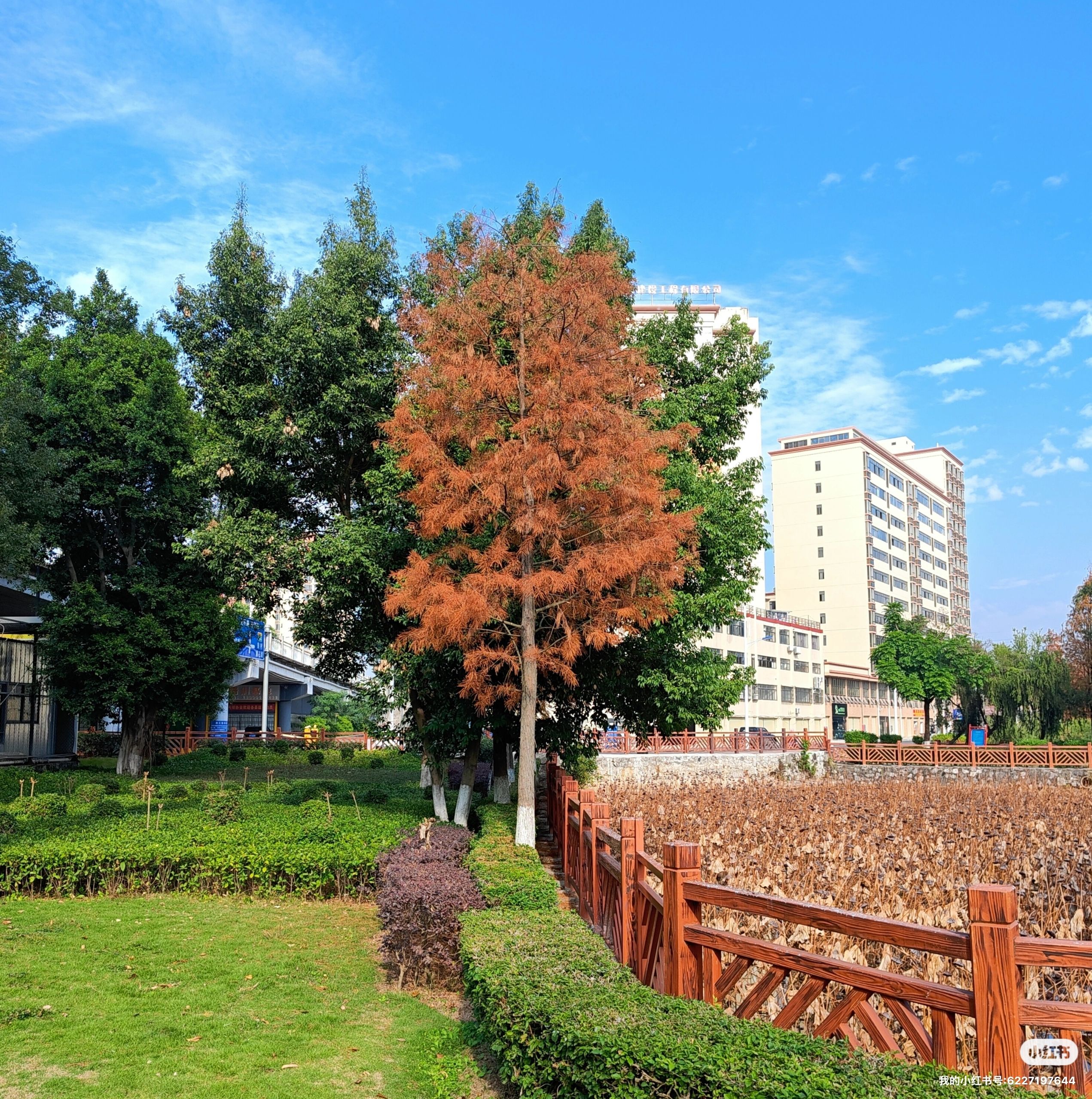 杜鹃公园旅行图片 2
