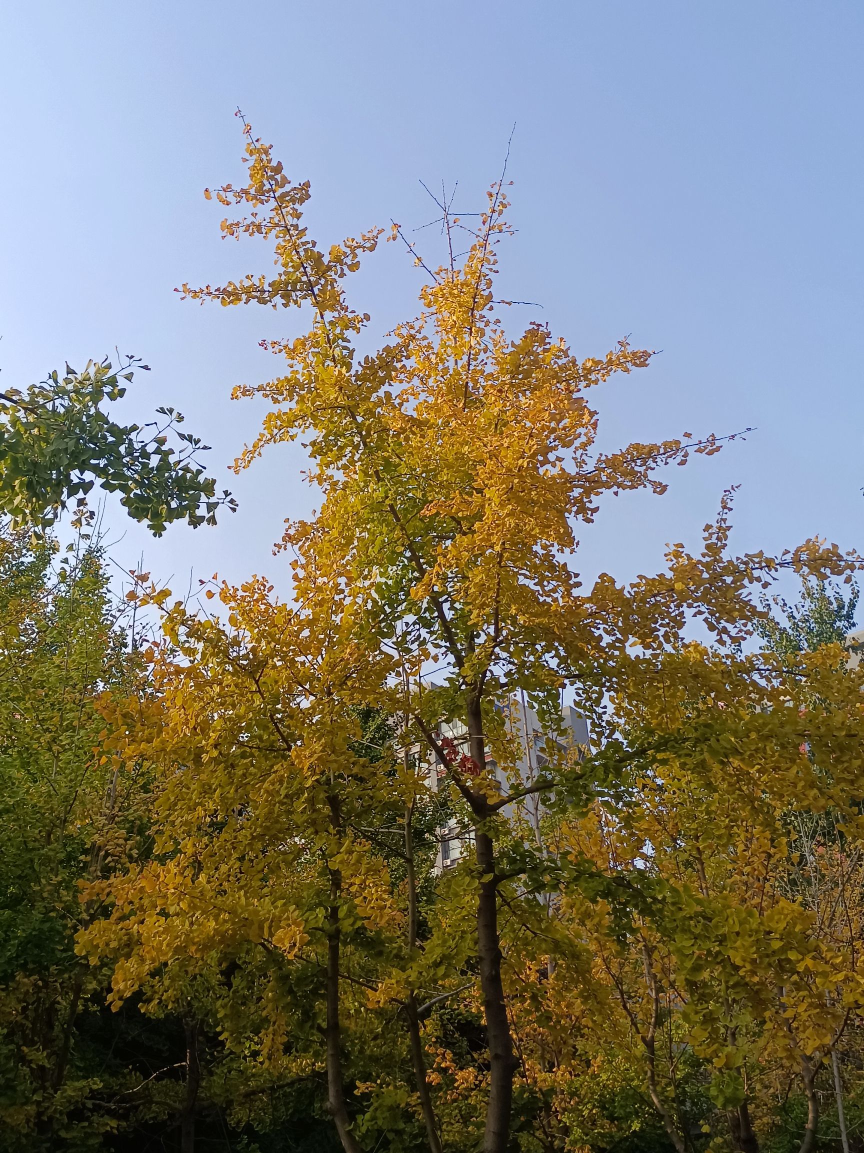 伏羲公园旅行图片 1