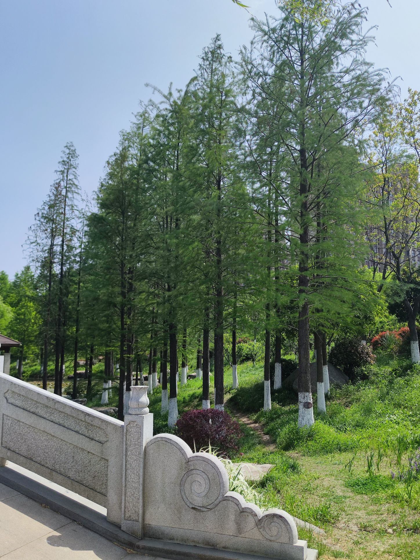 滁河湾湿地公园旅行图片 3