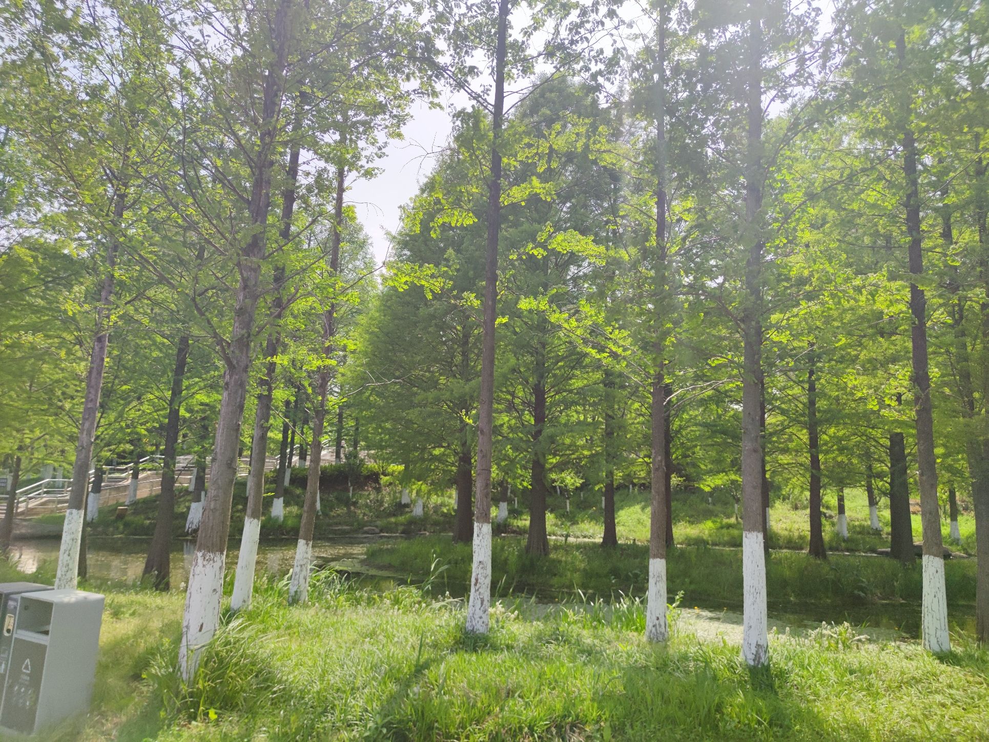 滁河湾湿地公园旅行图片 1
