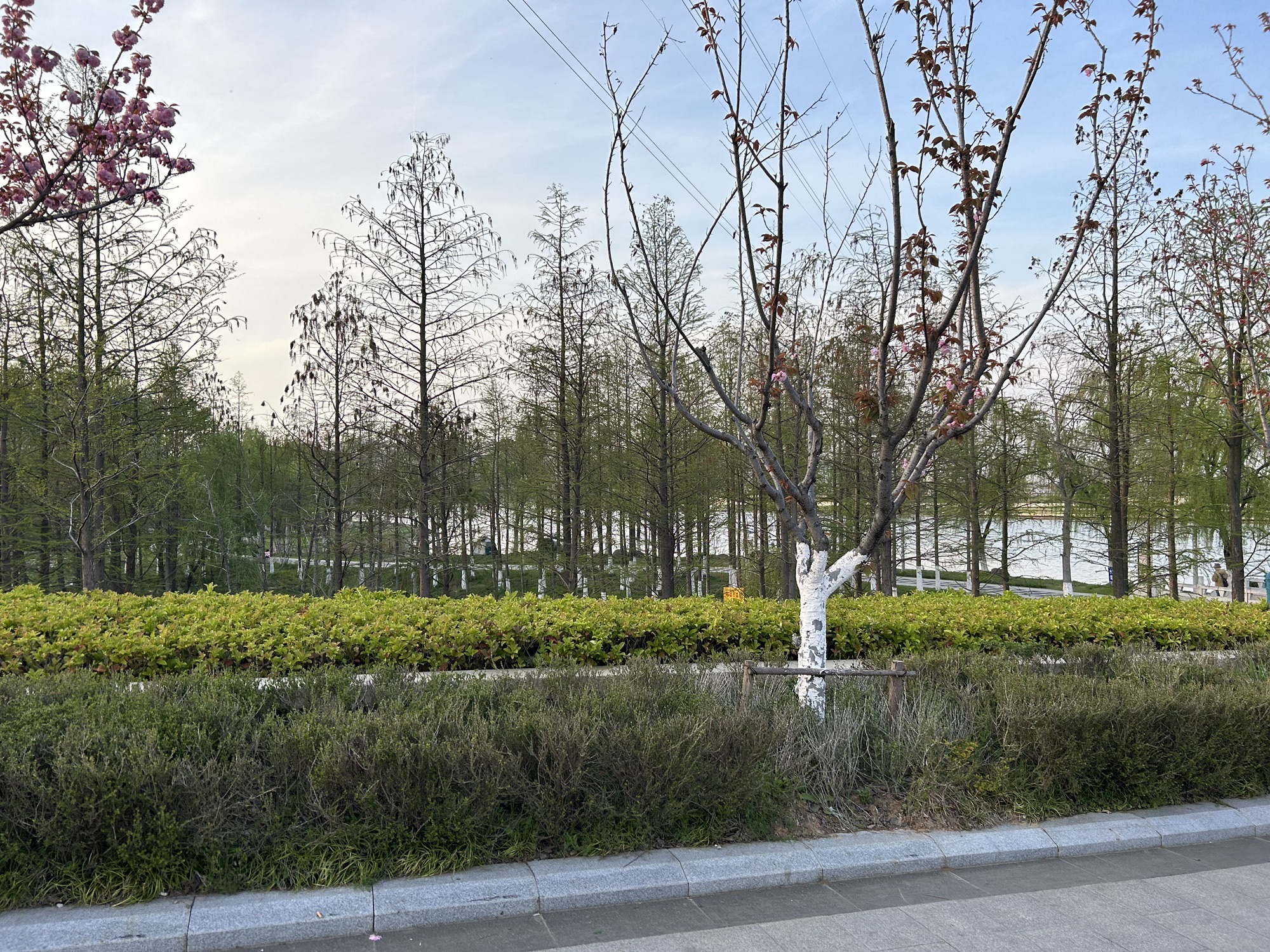 滁河湾湿地公园旅行图片 3