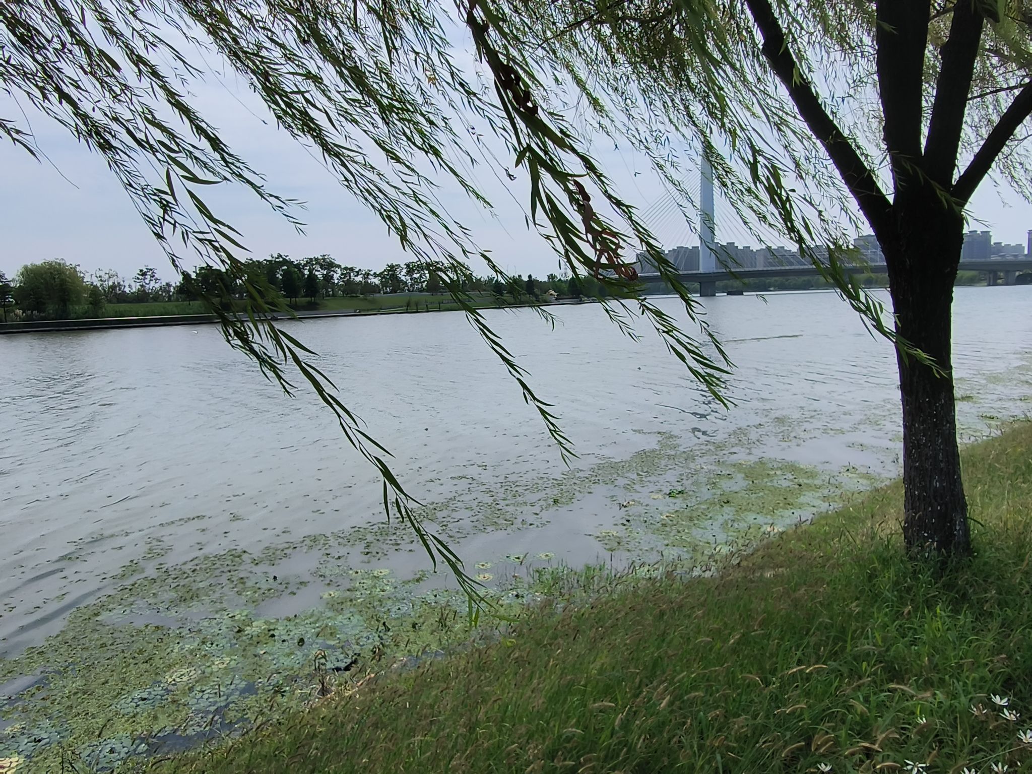 滁河湾湿地公园旅行图片 1