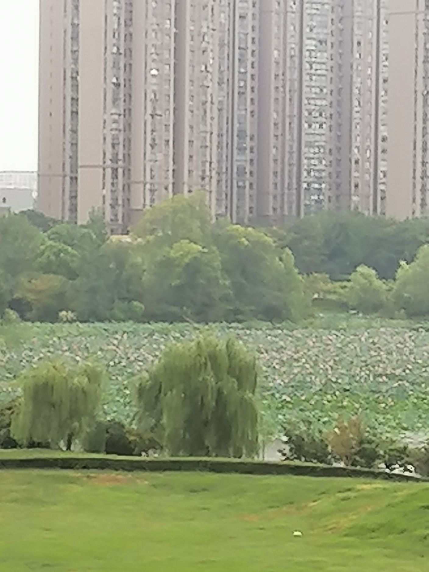 滁河湾湿地公园旅行图片 3