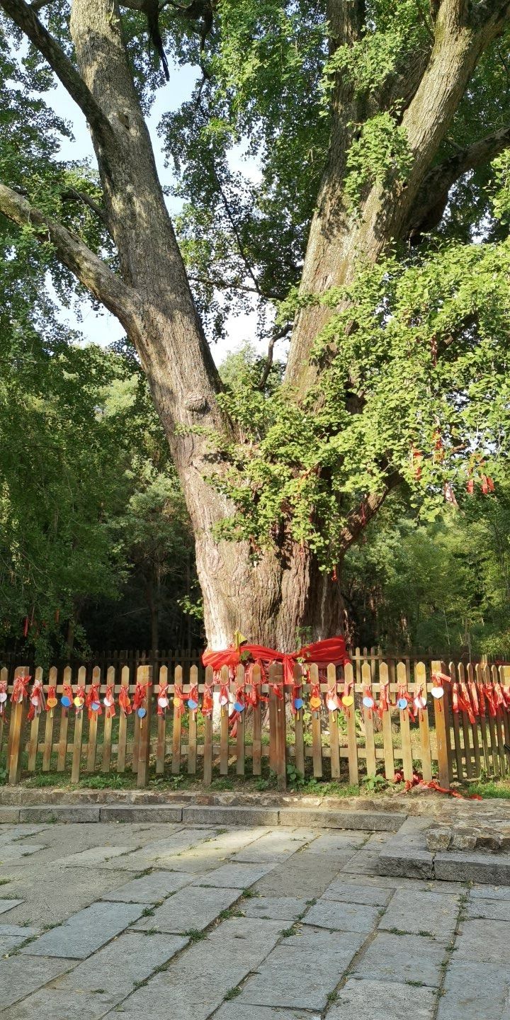 白母园景区旅行图片 1