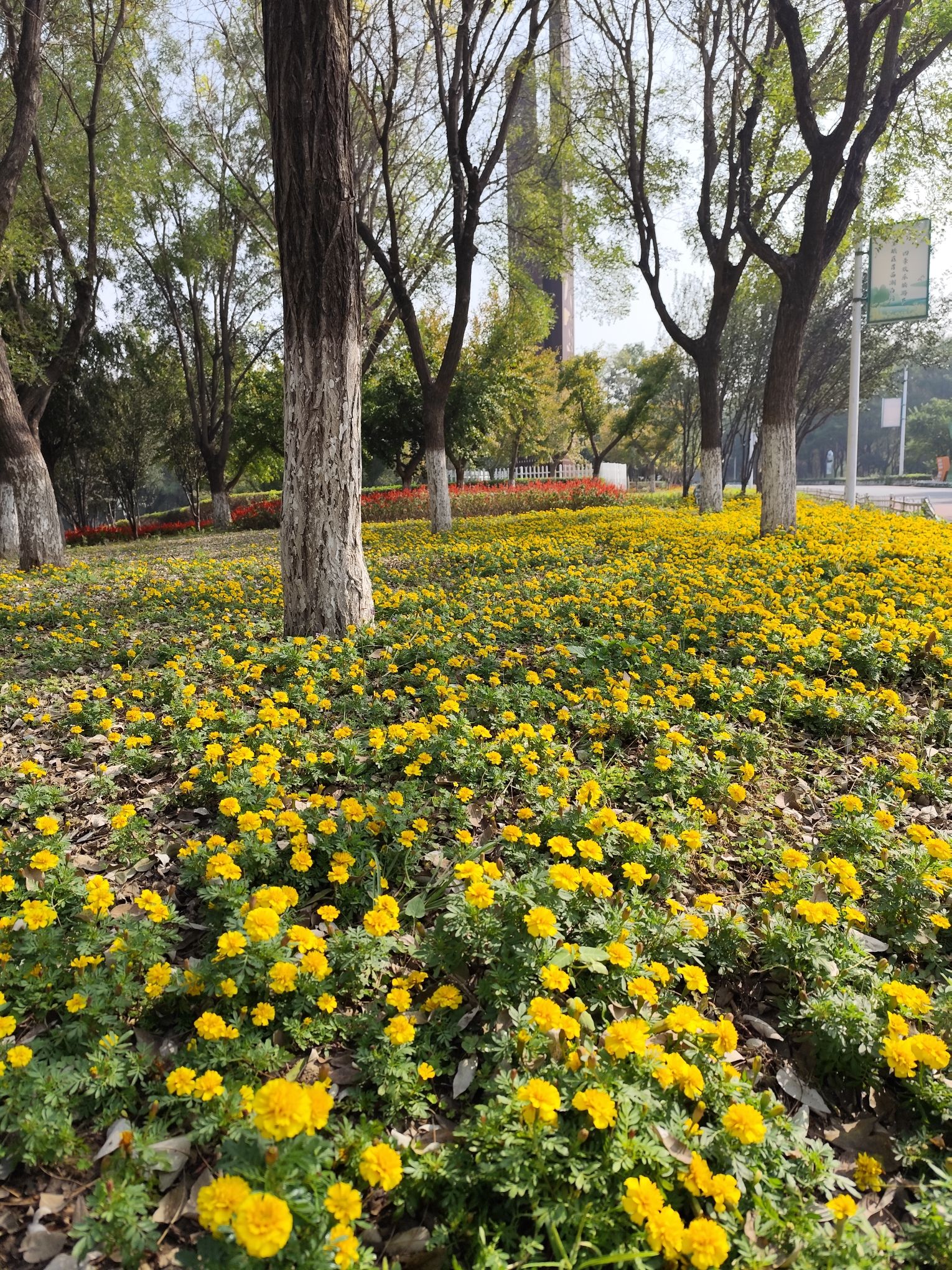 潮白河国家湿地公园旅行图片 3