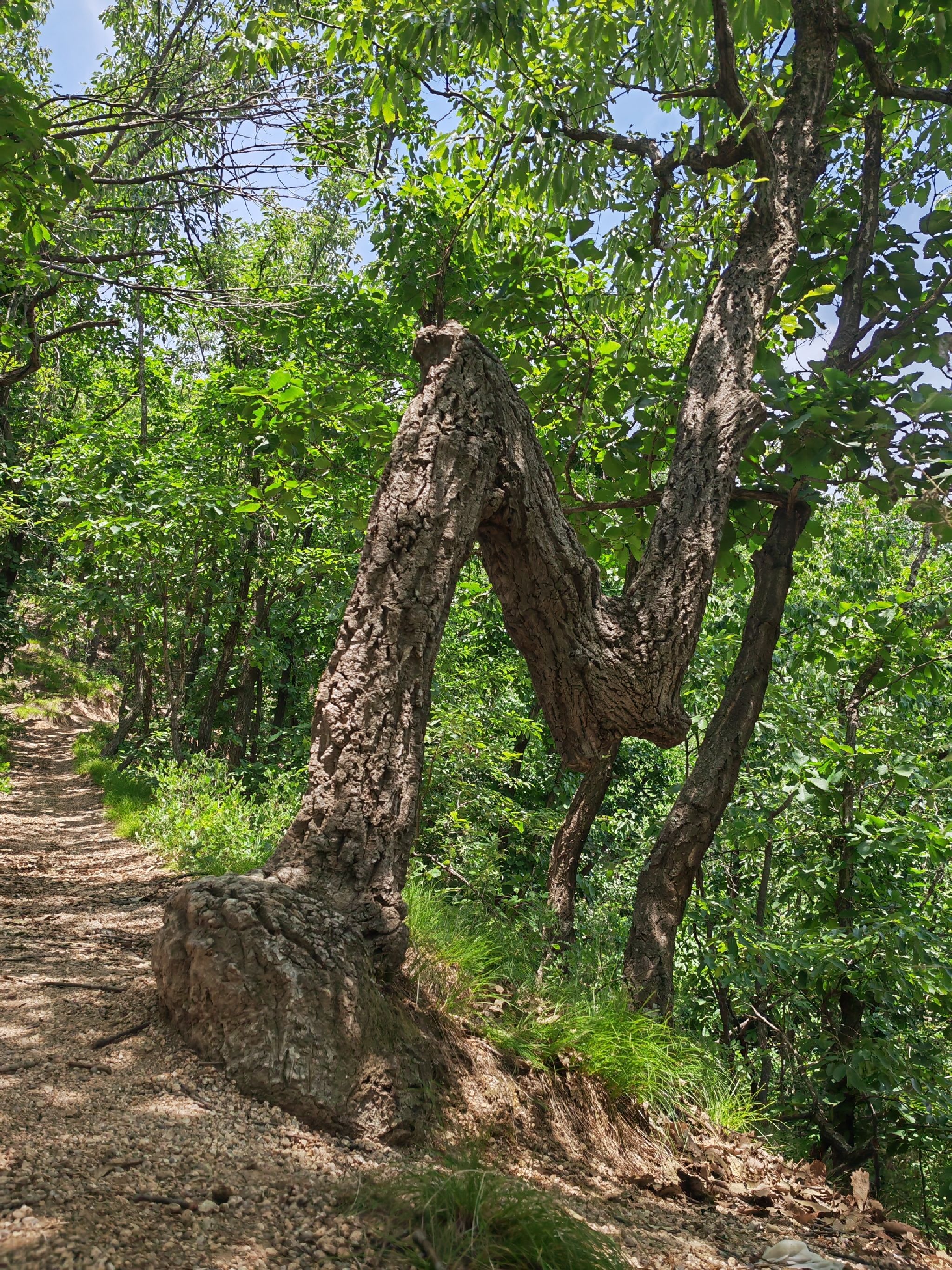 杨山风景区旅行图片 1