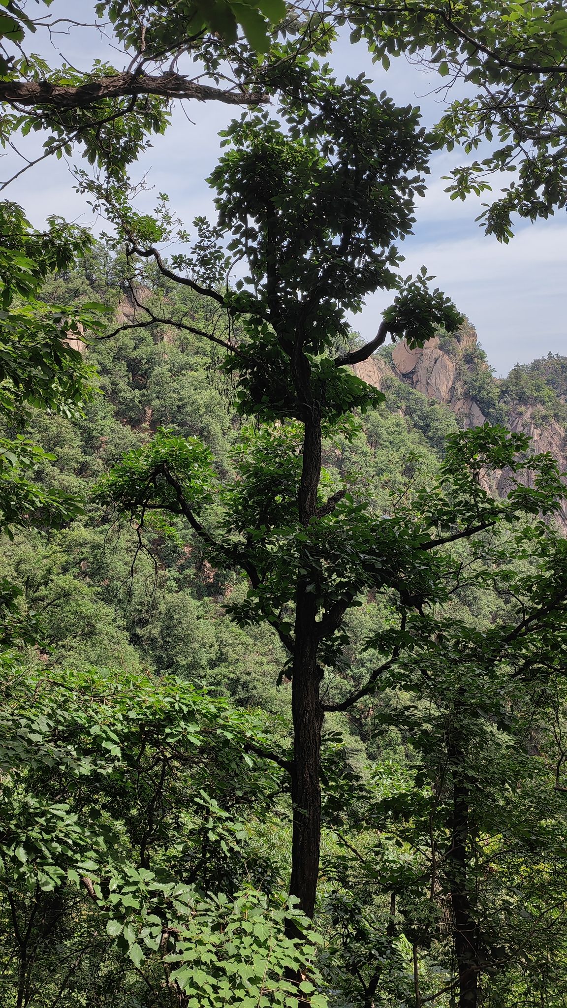 杨山风景区旅行图片 3