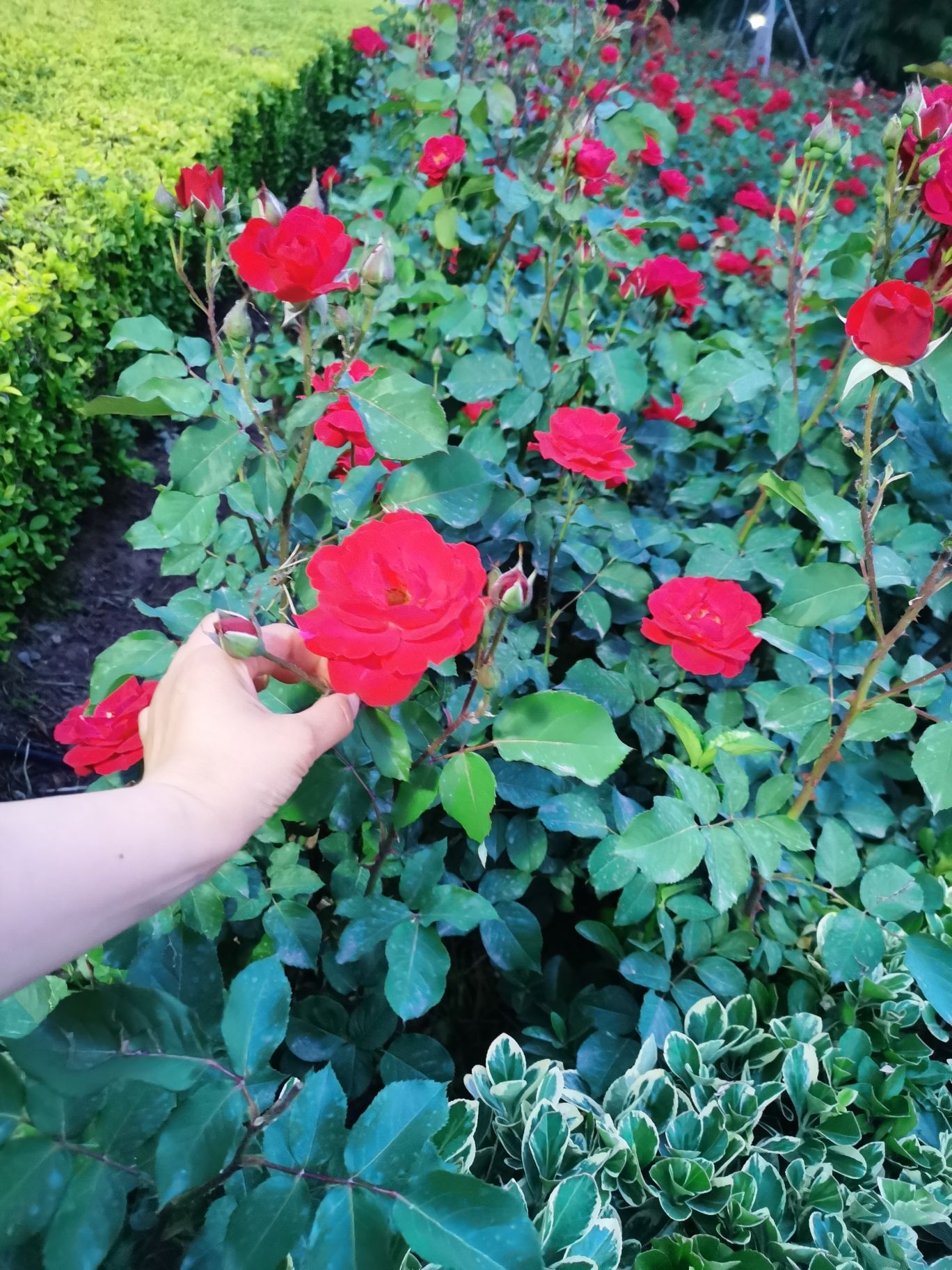 十里花廊旅行图片 1