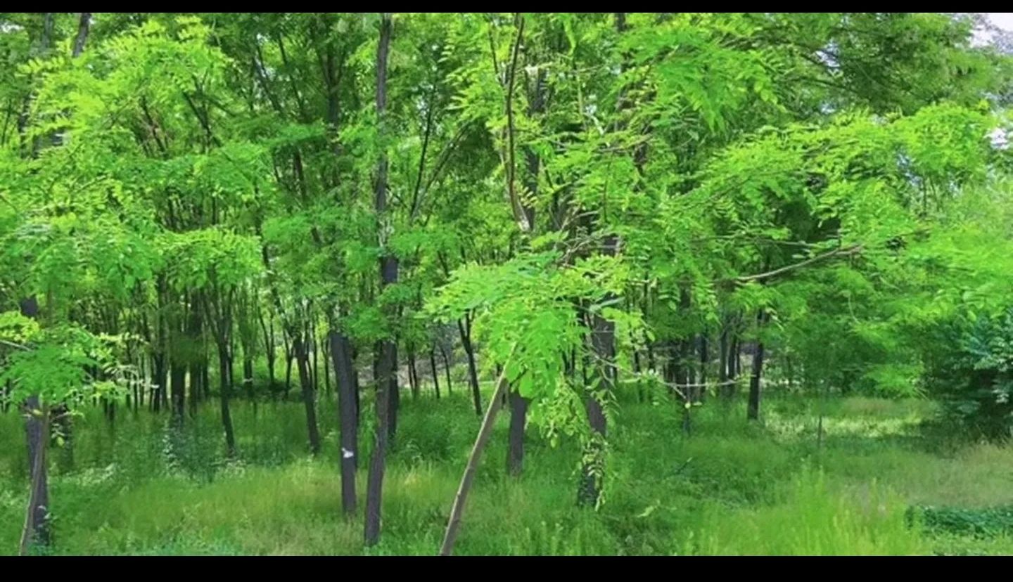 洺州植物公园旅行图片 2