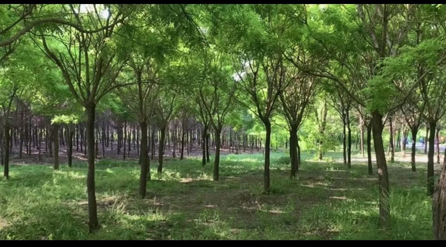 洺州植物公园旅行图片 1