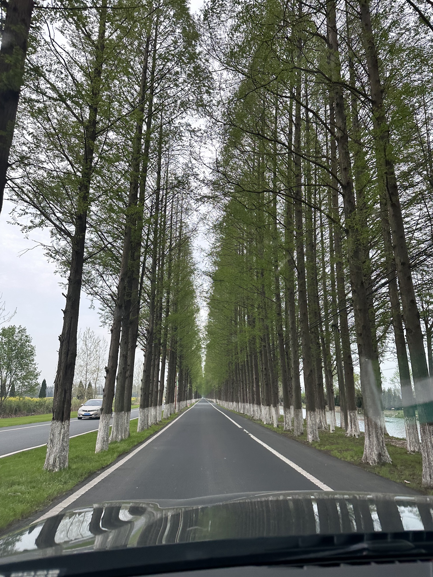 固城湖水慢城旅行图片 1