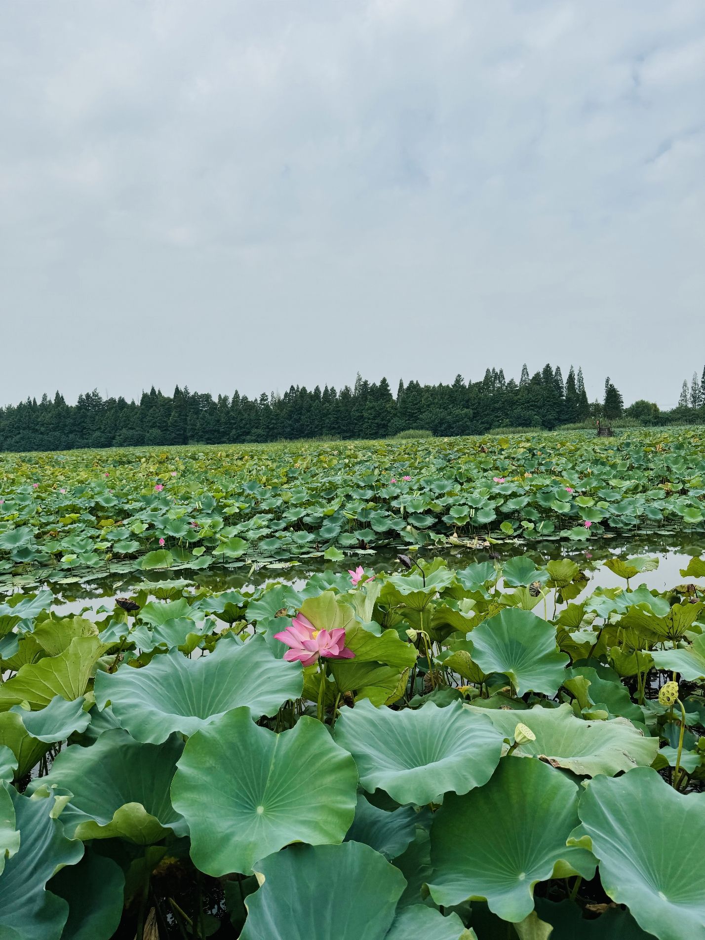 固城湖水慢城旅行图片 2