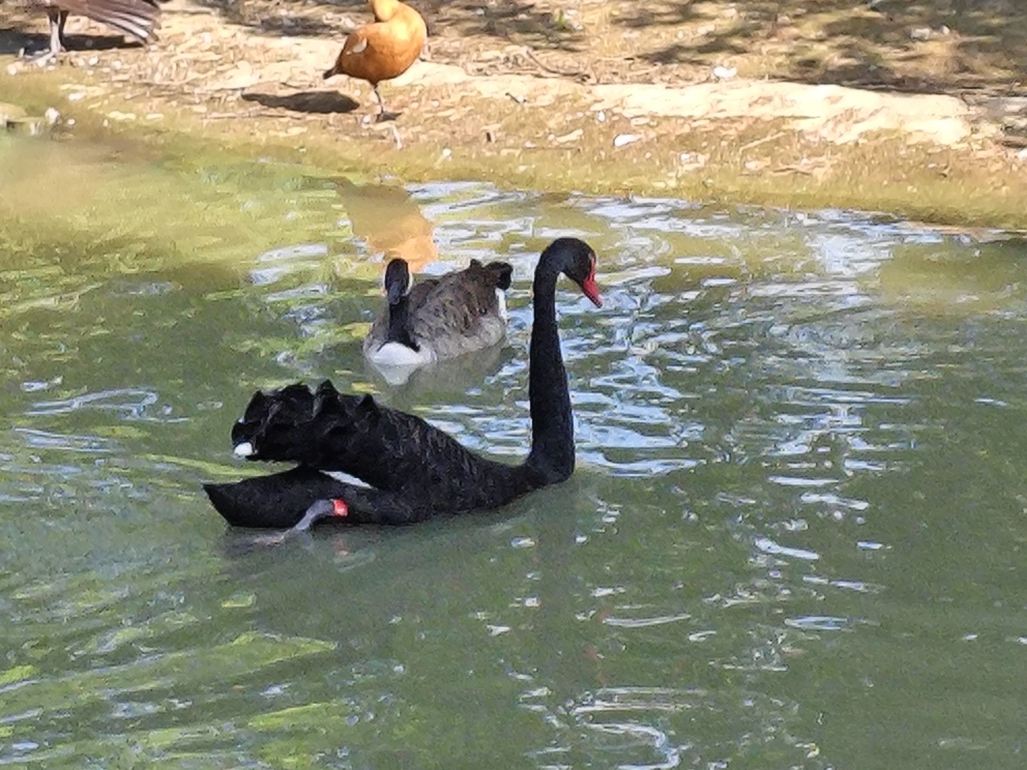 固城湖水慢城旅行图片 1