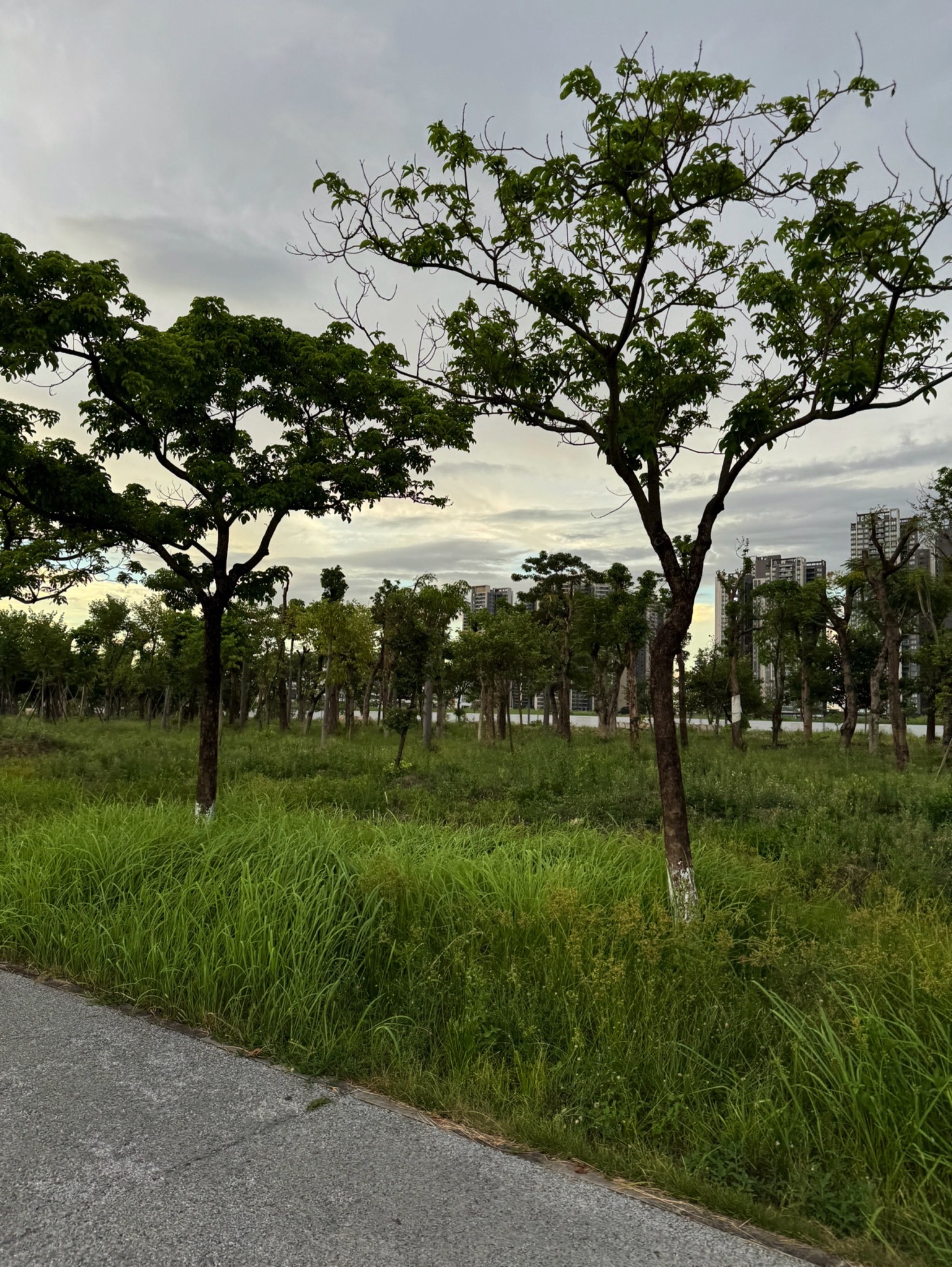 北滘体育公园旅行图片 3