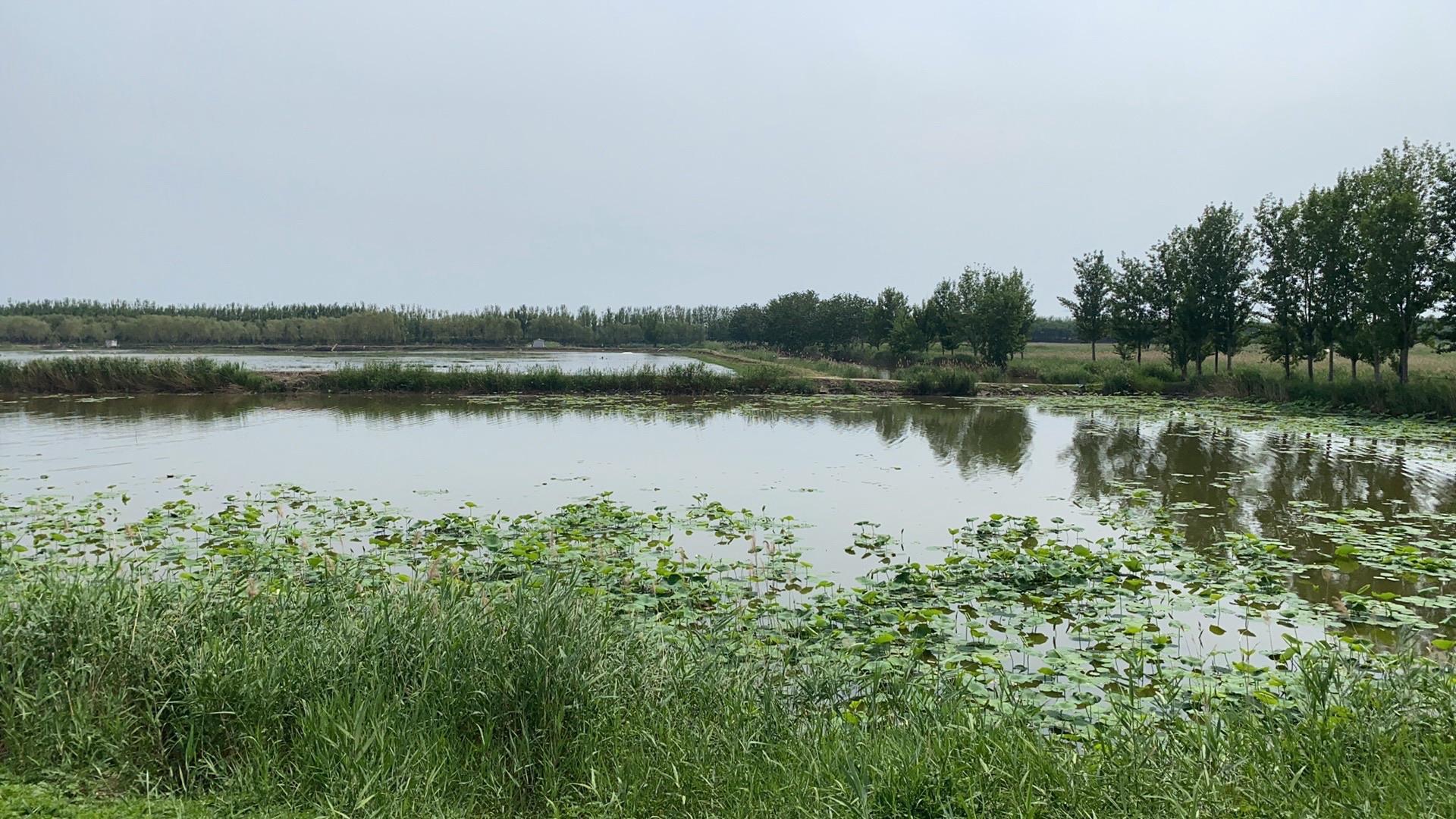 东张务湿地旅行图片 2