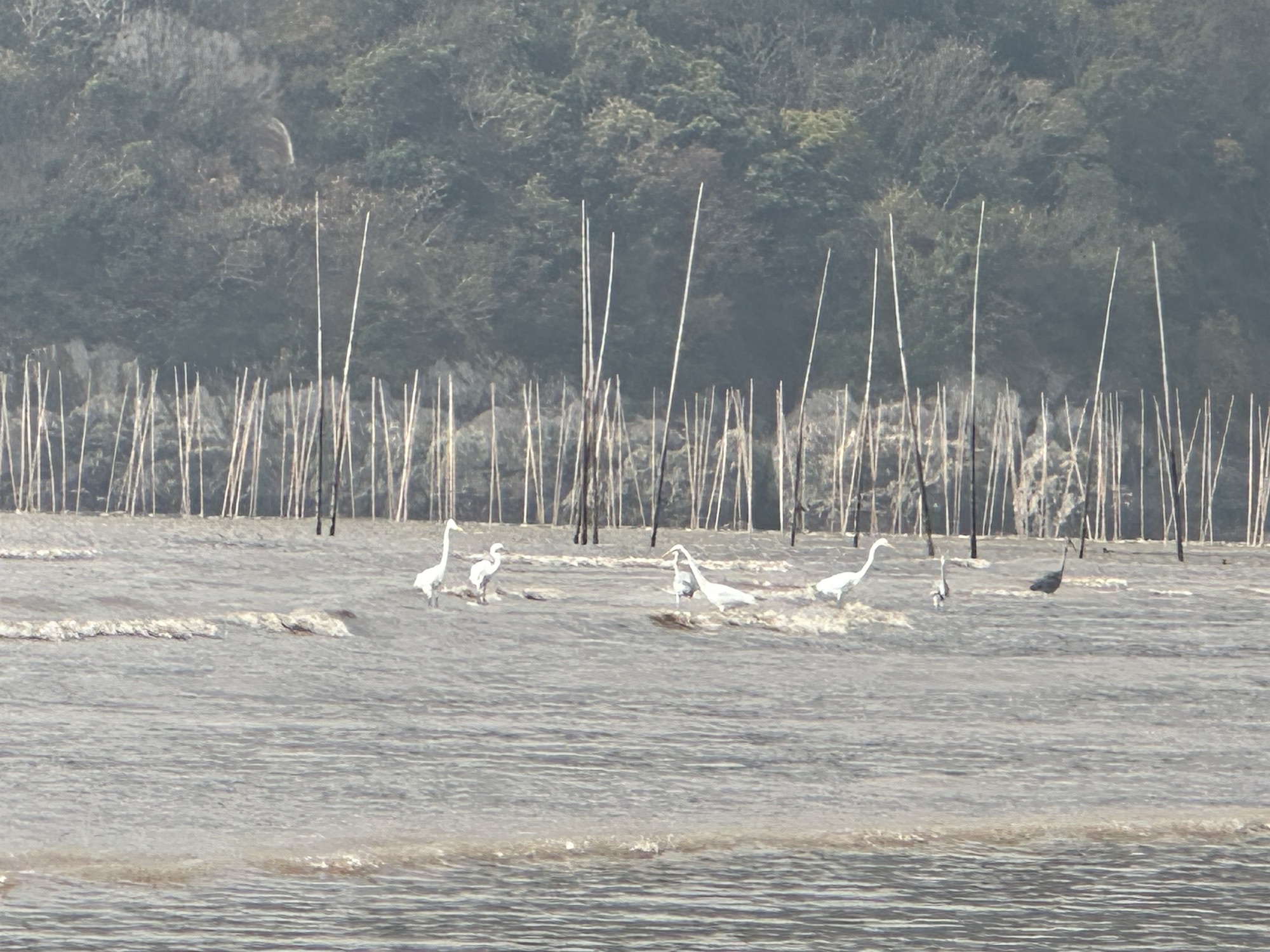 小皓海滩旅行图片 2