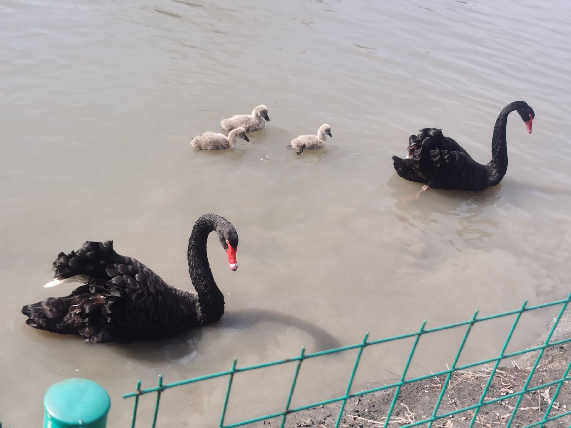 溱湖湾森林动物王国旅行图片 1