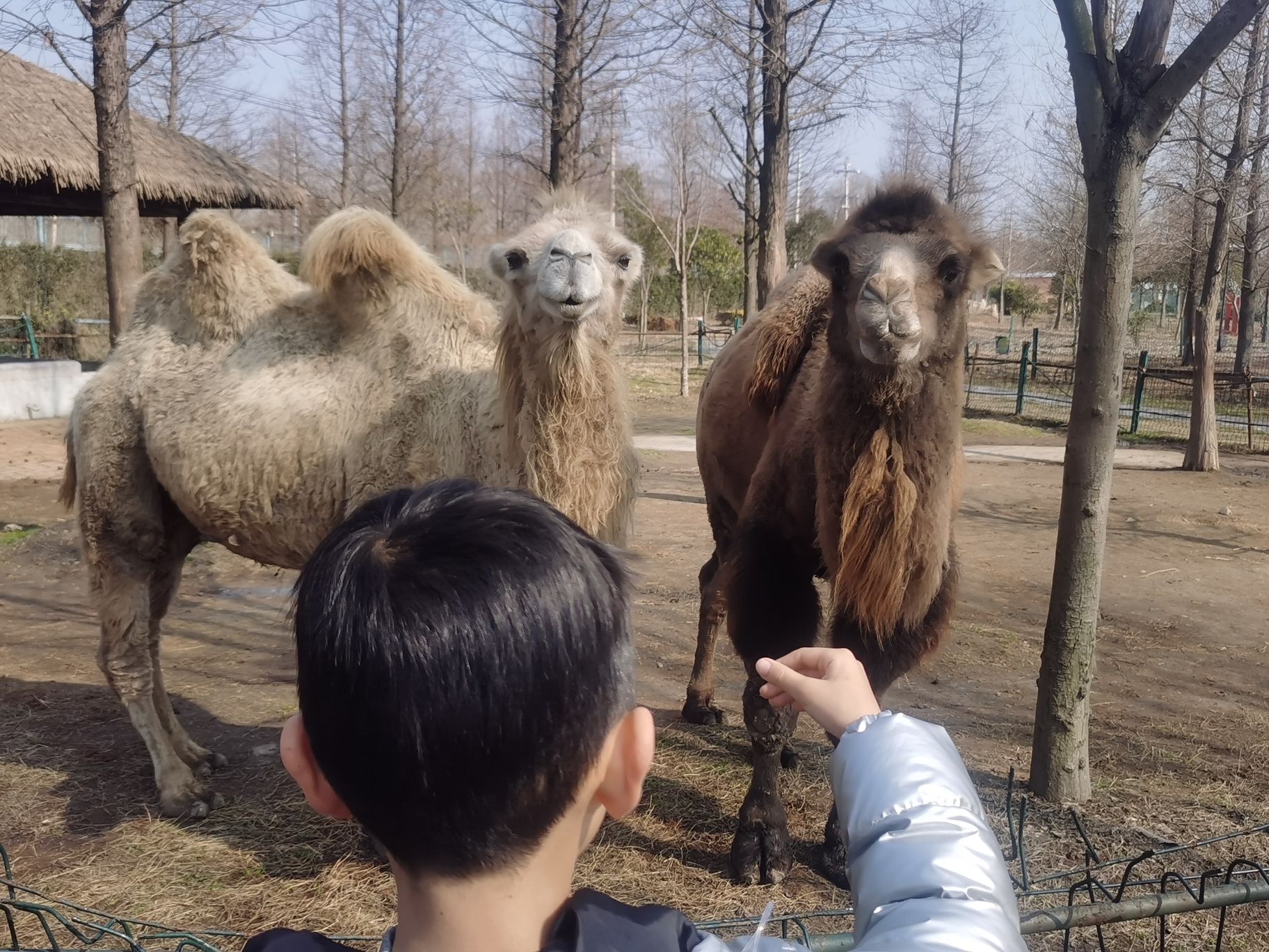 溱湖湾森林动物王国旅行图片 3