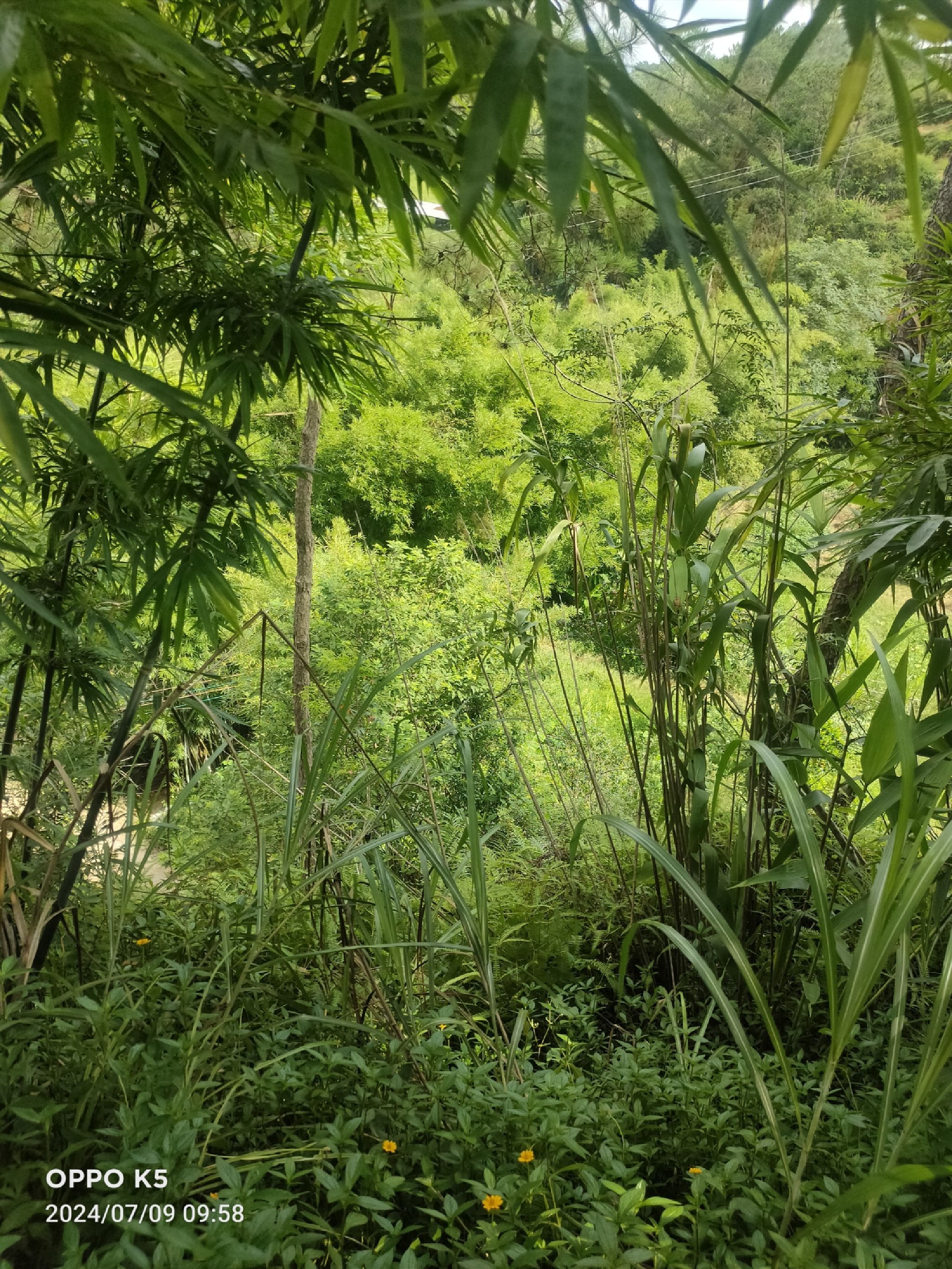丁堡山背体育公园旅行图片 3