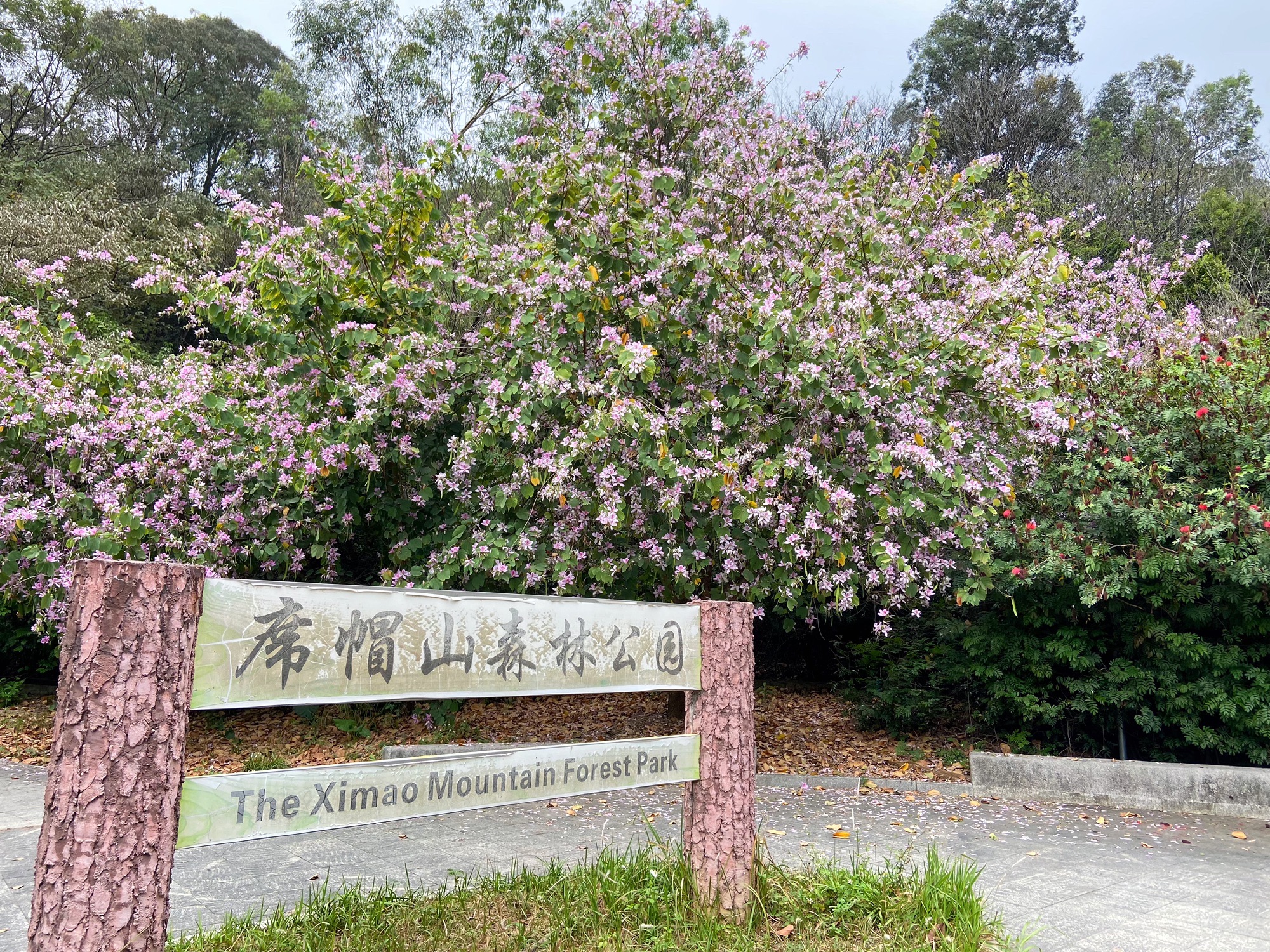 席帽山森林公园旅行图片 1