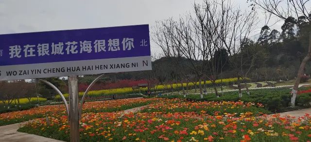 银城花海旅行图片 2