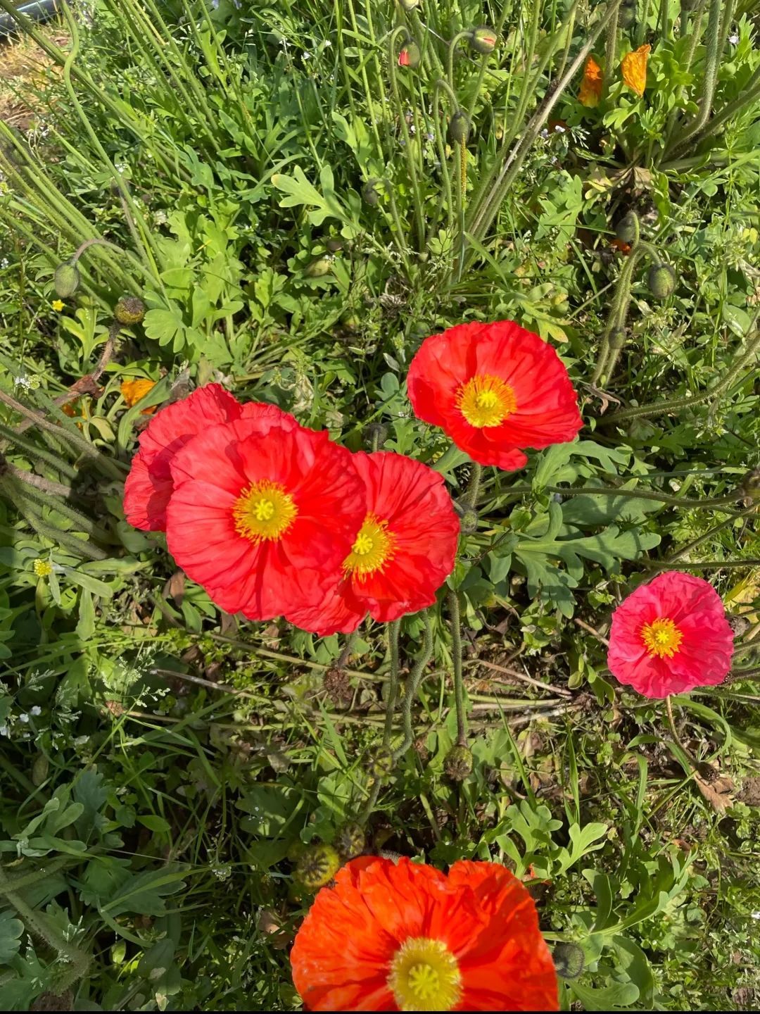 银城花海旅行图片 3