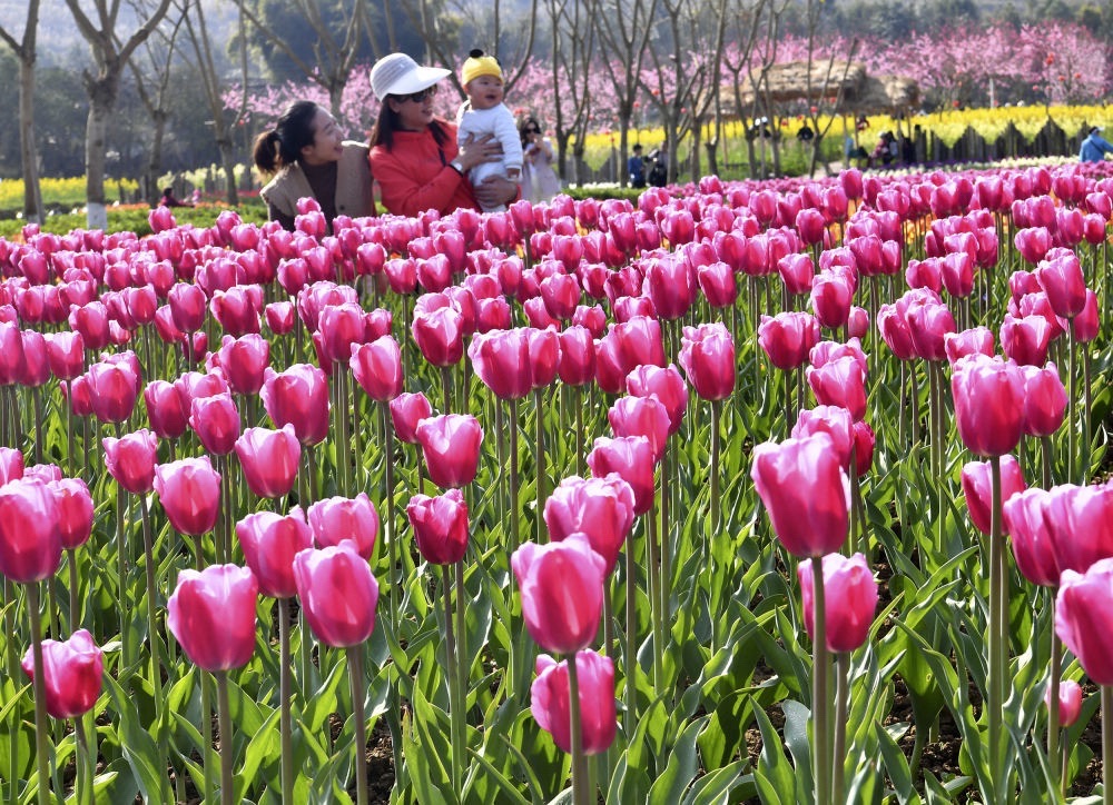 银城花海旅行图片 1
